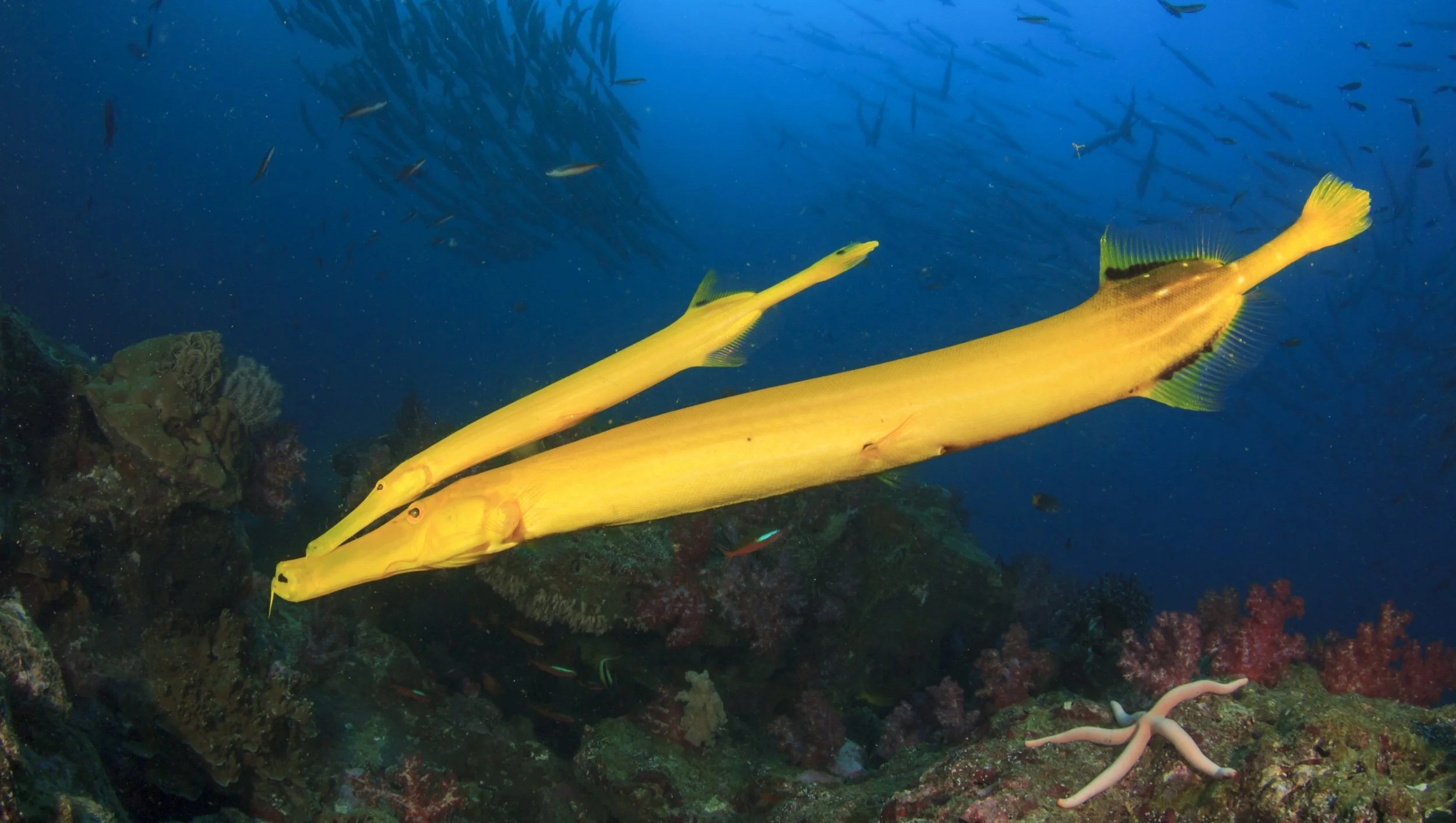 Rich Carey shutterstock_413023147.jpg