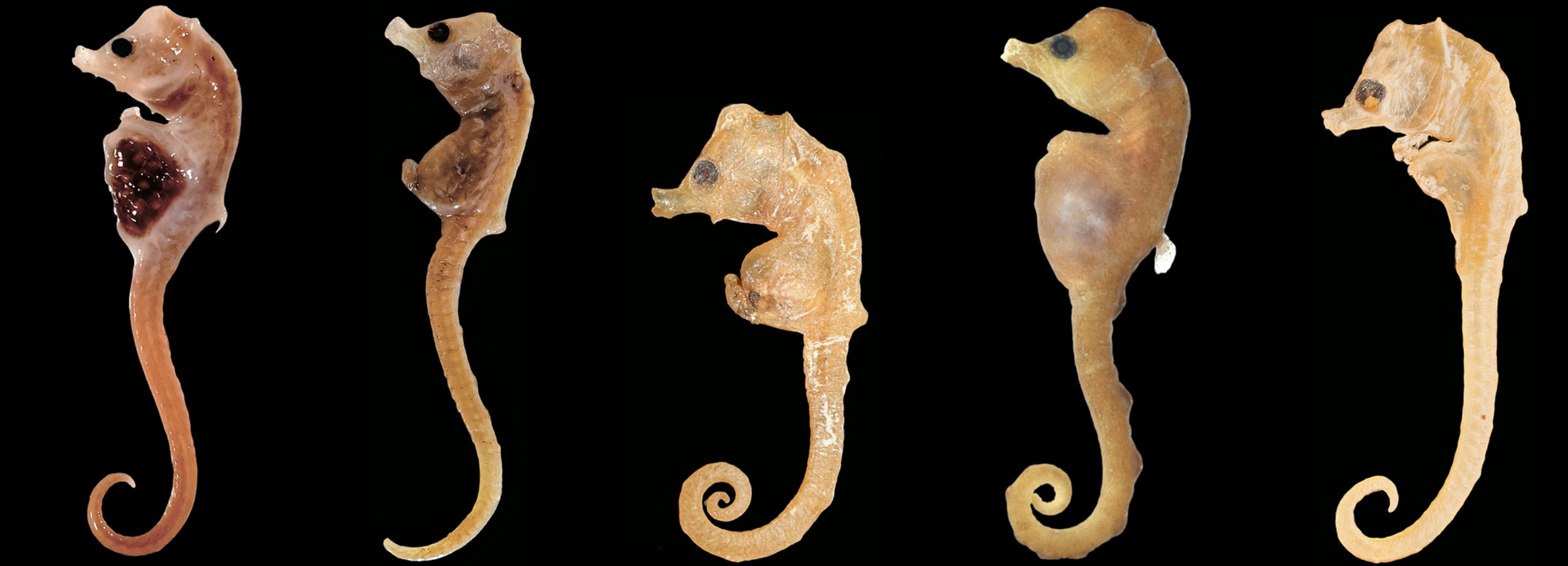 Australyichthys minotaur_Graham Short.png