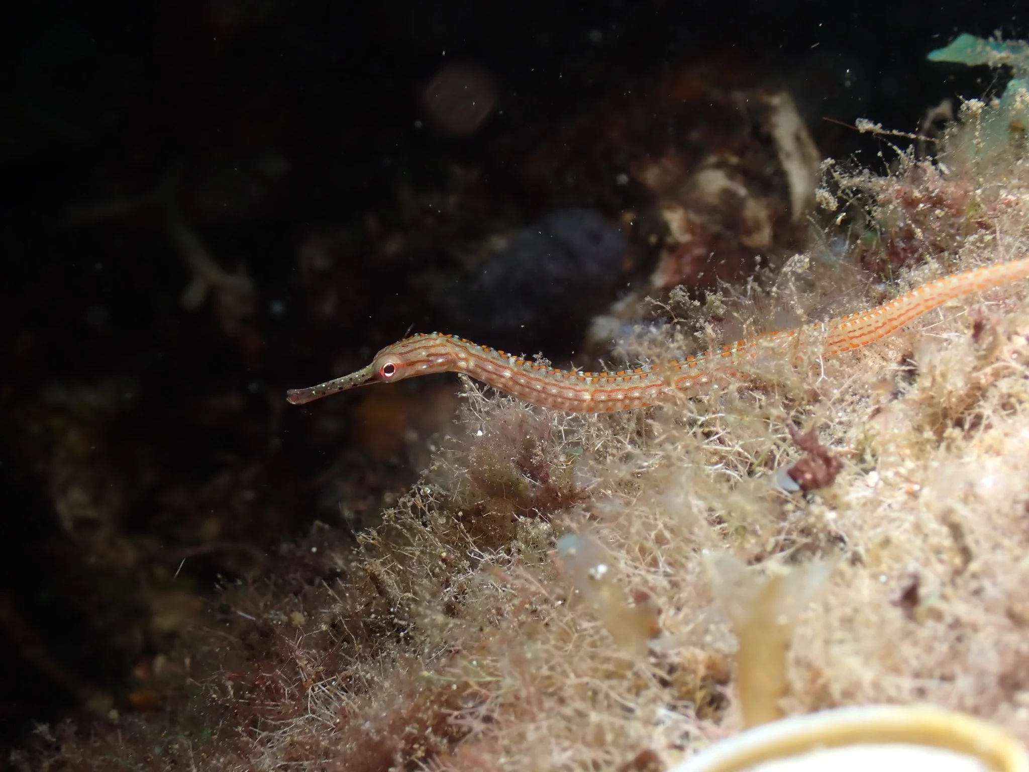 Orange-spotted Pipefish Corythoichthys ocellatus-unorthodox_sketch-inat.jpg