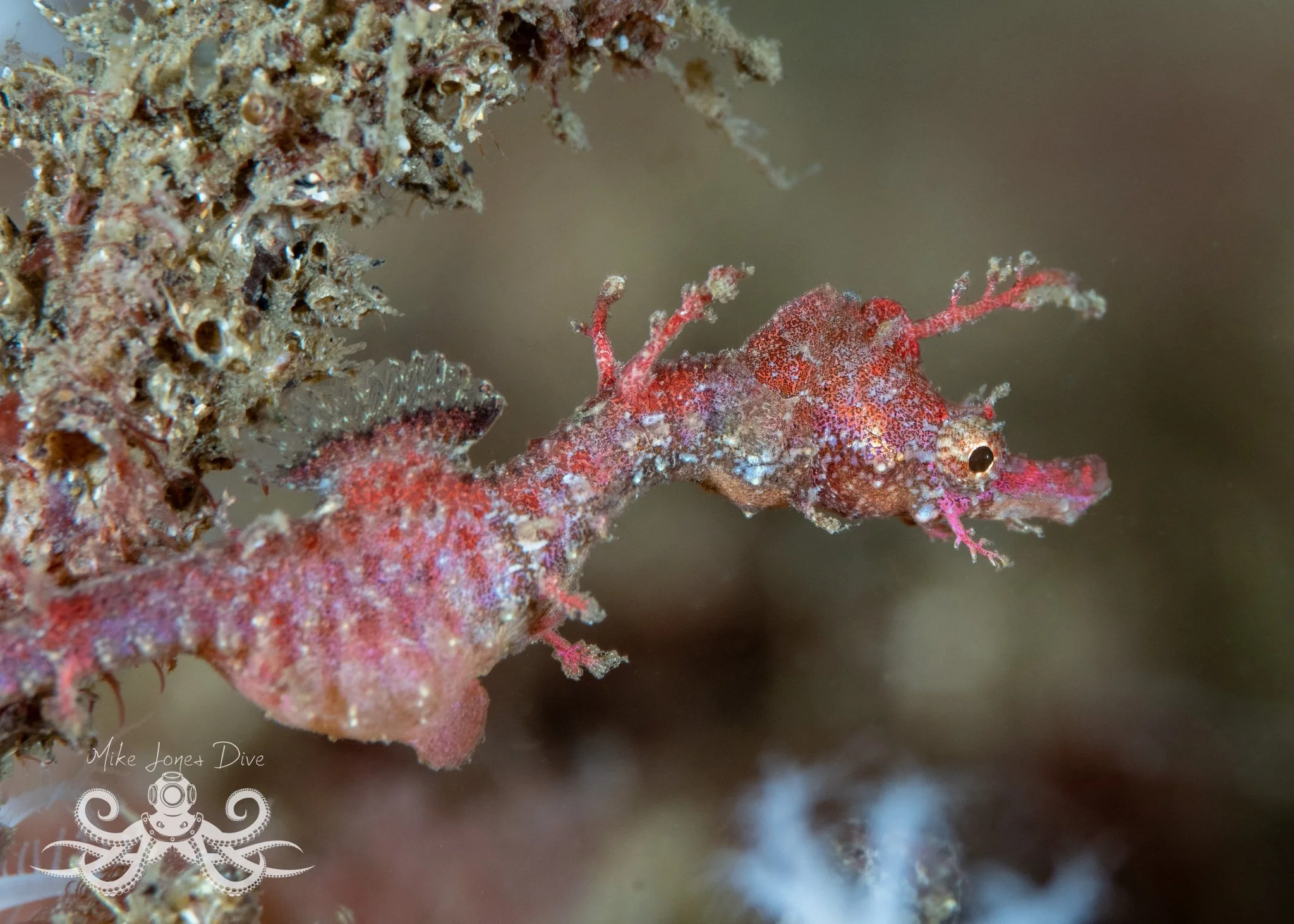 Idiotropiscis lumnitzeri-pipehorse_mikejonesdive-inat.jpg