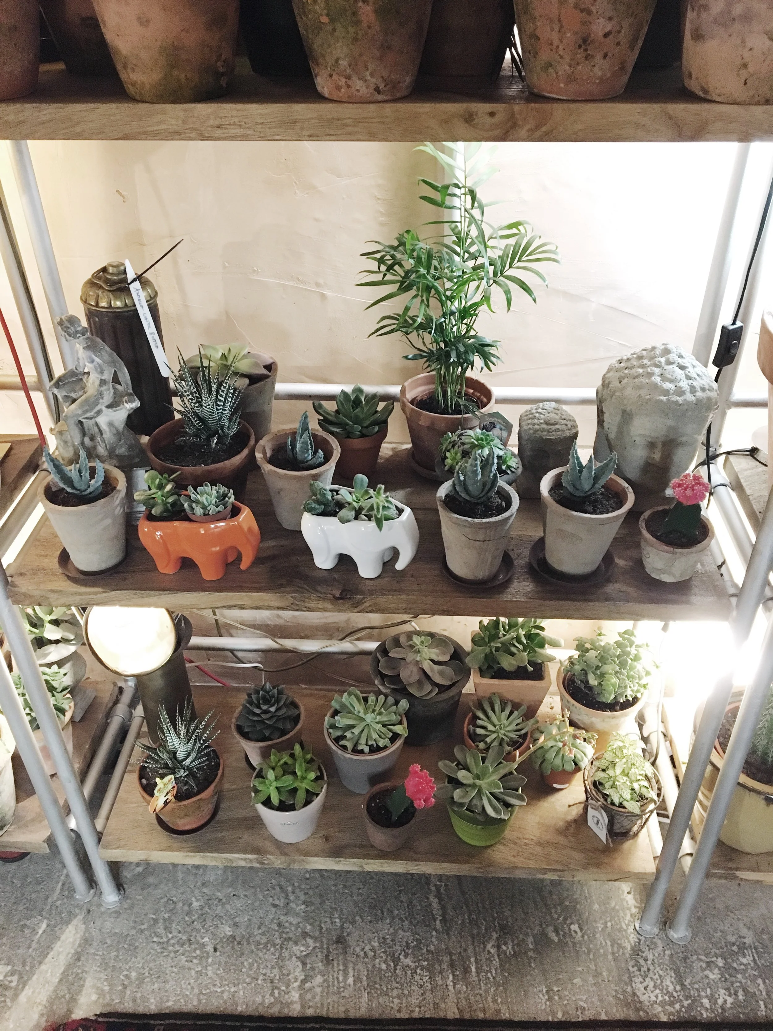My favourite shelves - the cacti and succulents