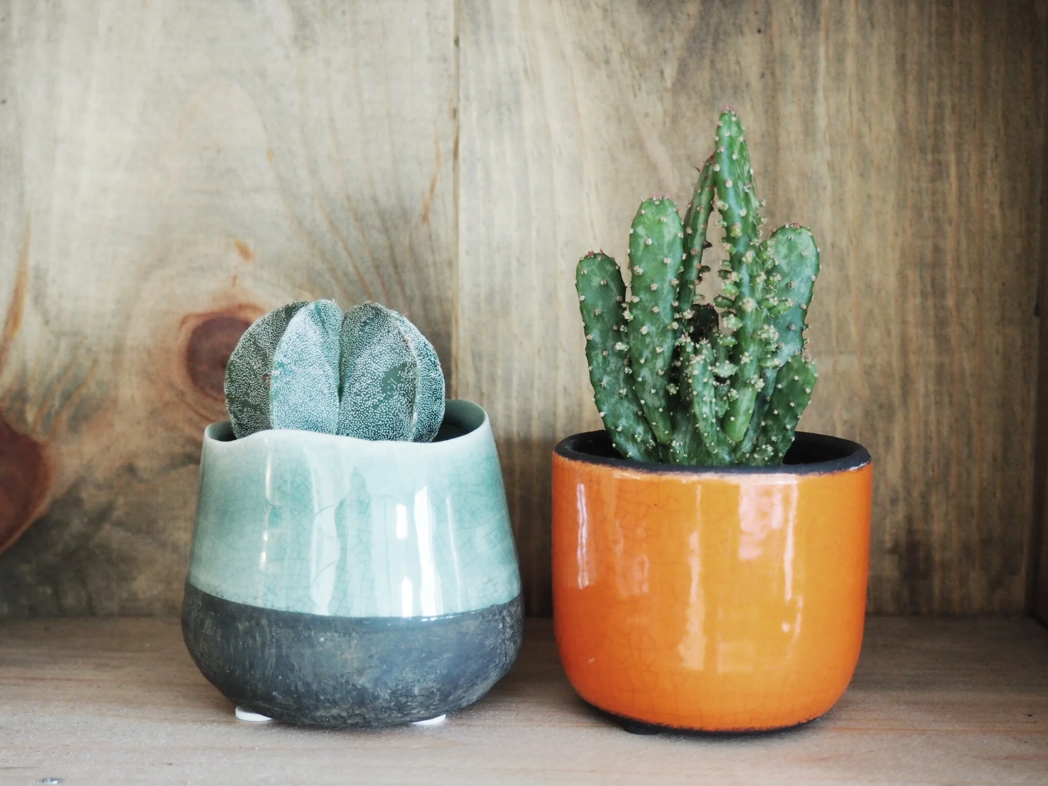 The little cacti and pots we took home. Shot @SE15's flat
