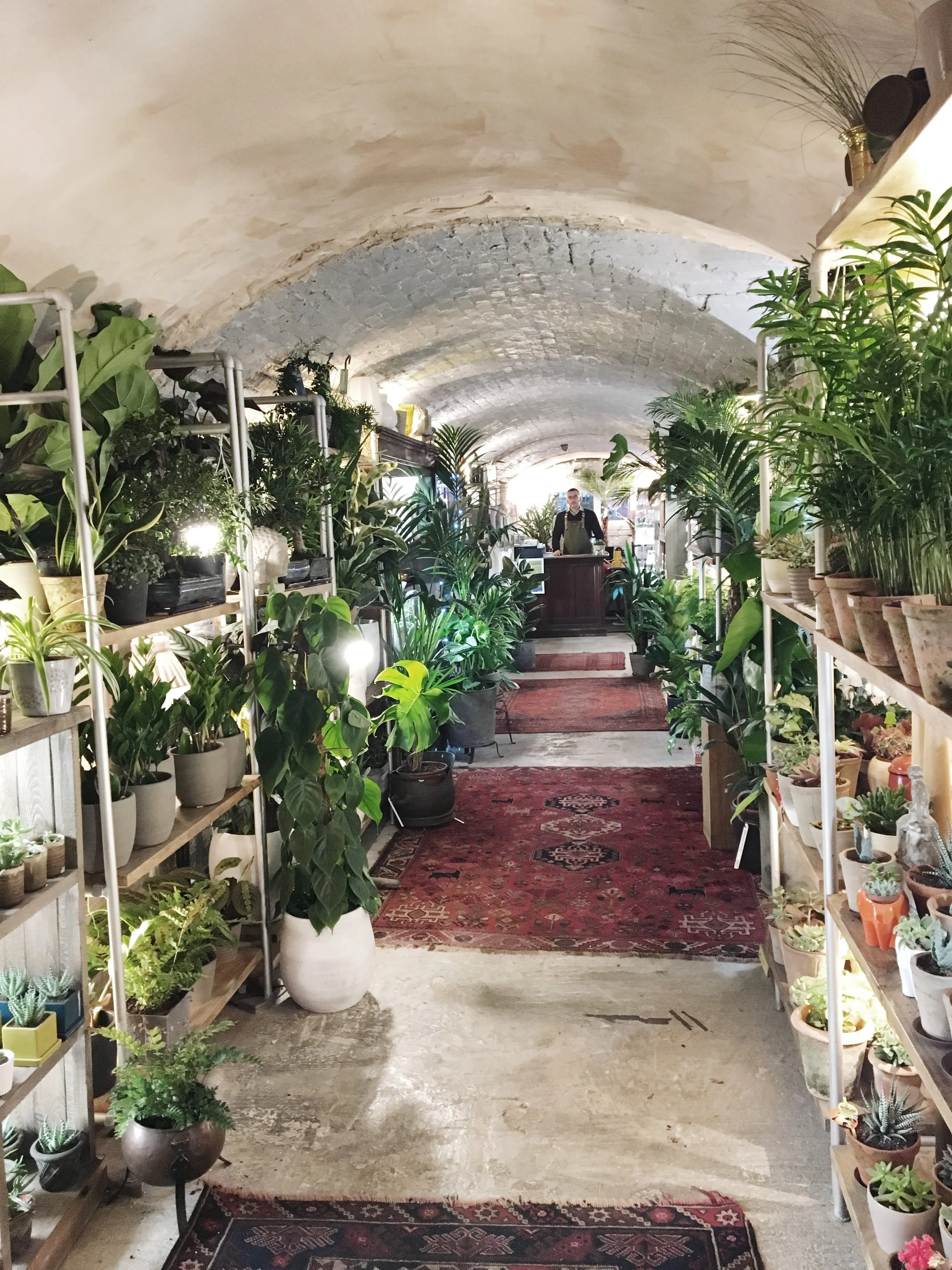 Plants, kittens and cacti...