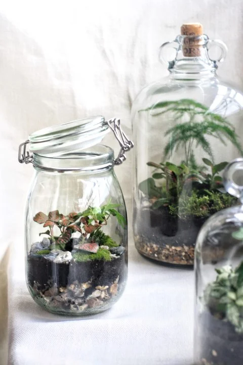 Image source; Jar and Fern