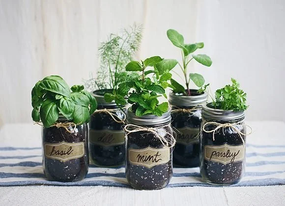 Mason jar herb garden workshop