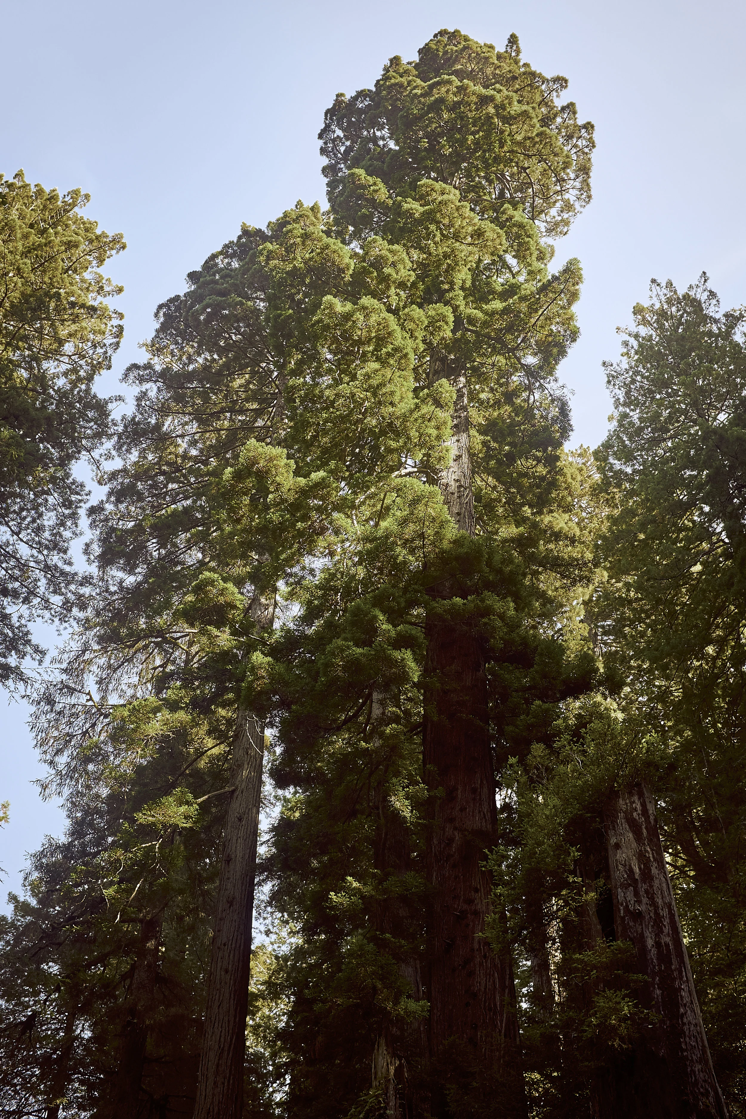 California_2016_2838 2.jpg