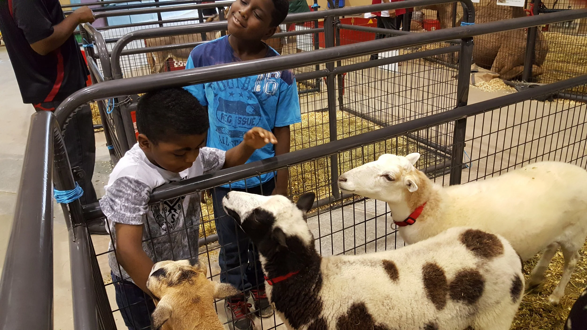 Animal Petting Zoo