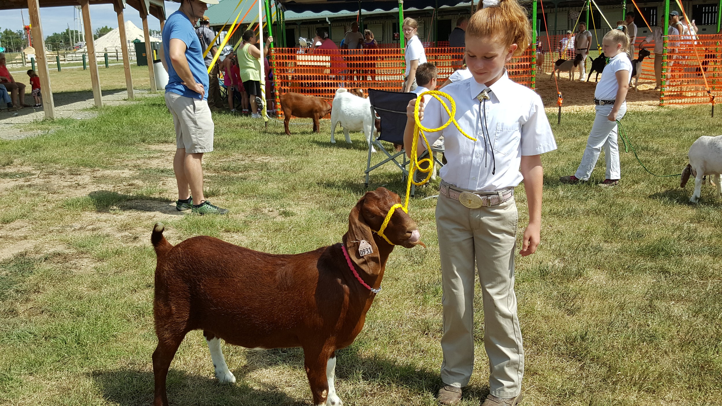 Sheep & Goat Competitions