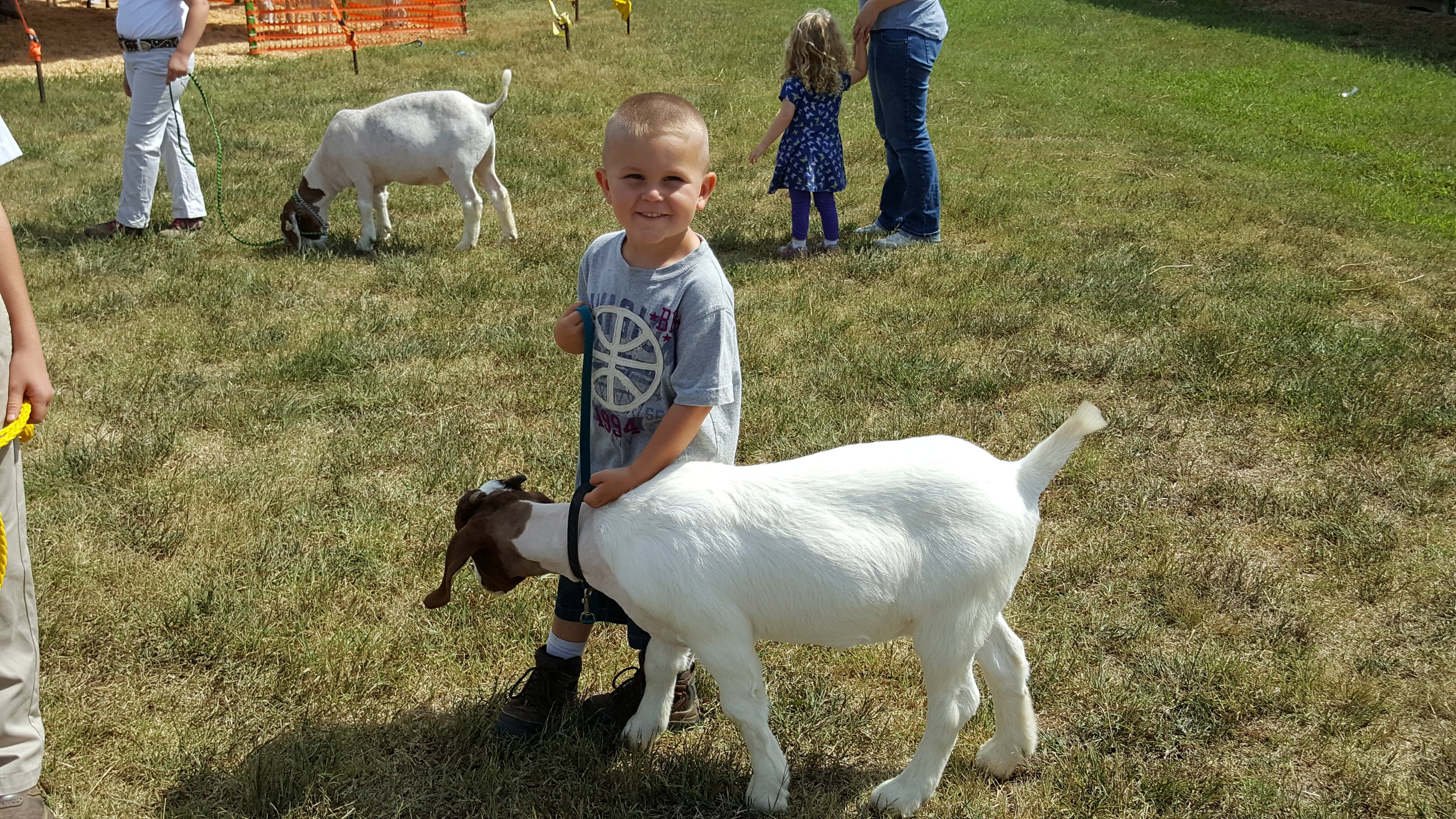 Goat & Sheep Showings