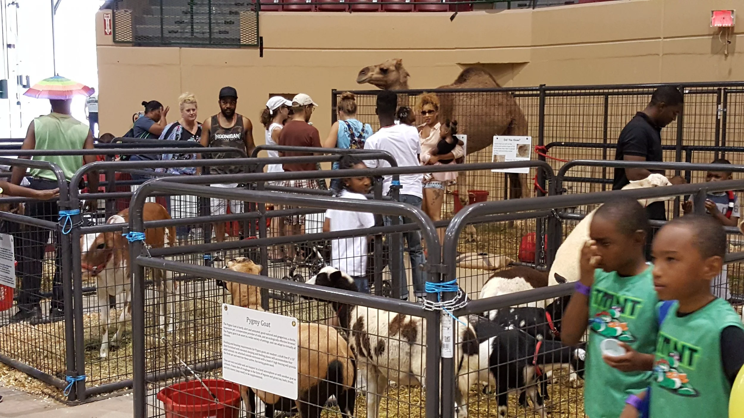 Petting Zoo with Camel!
