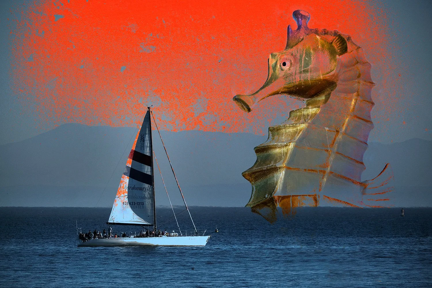seahorse.jpg