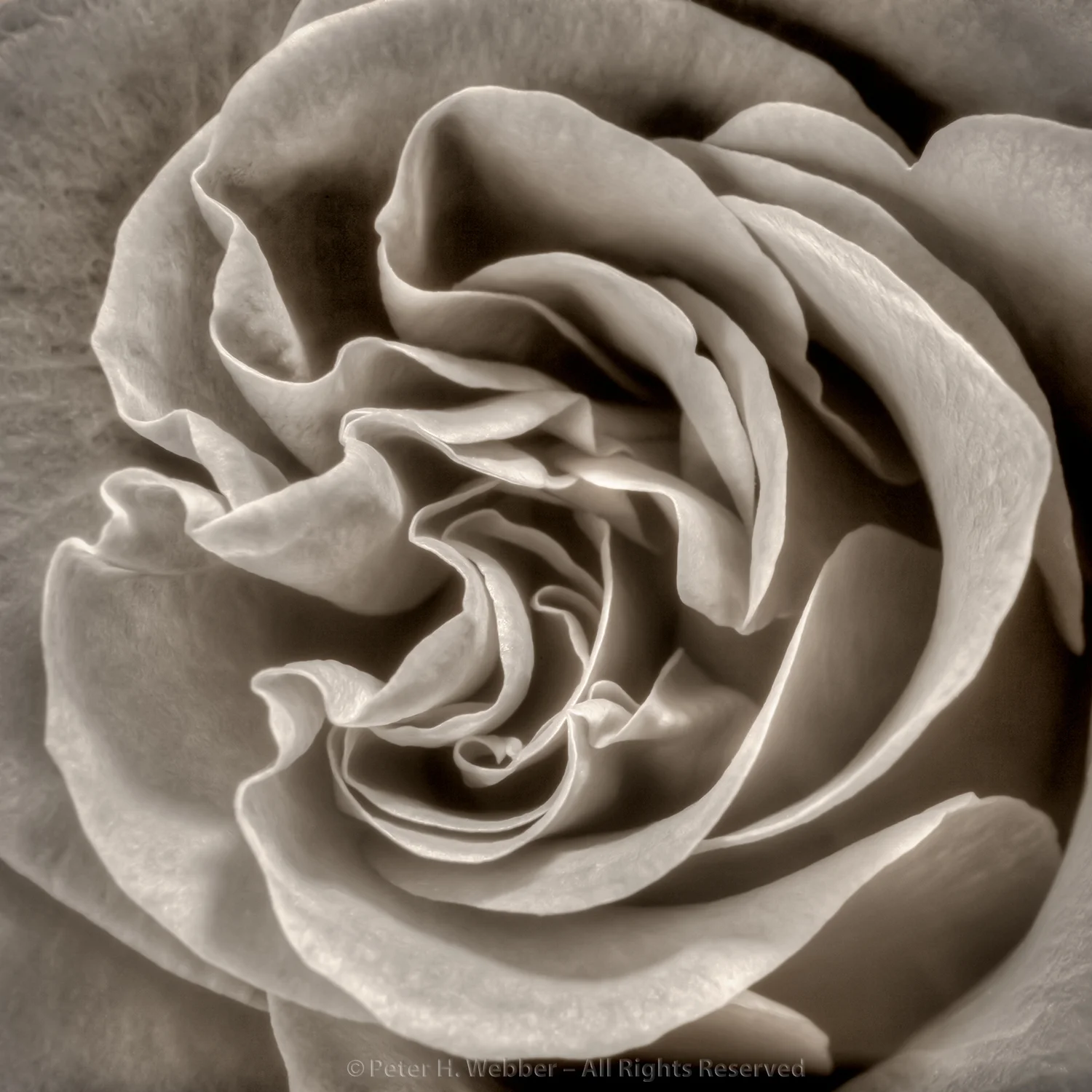 rose_petals2.jpg
