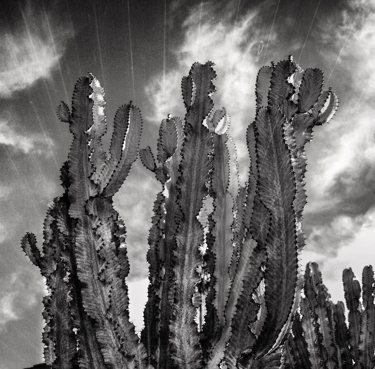 cactus_garden.jpg