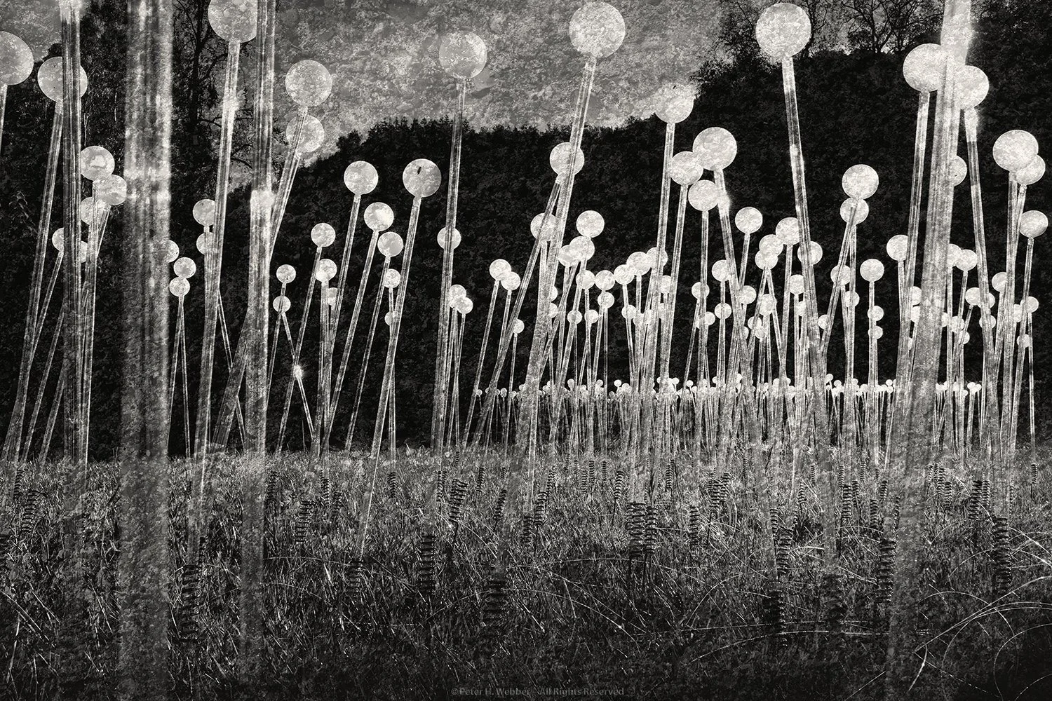 montalvo_lights.jpg