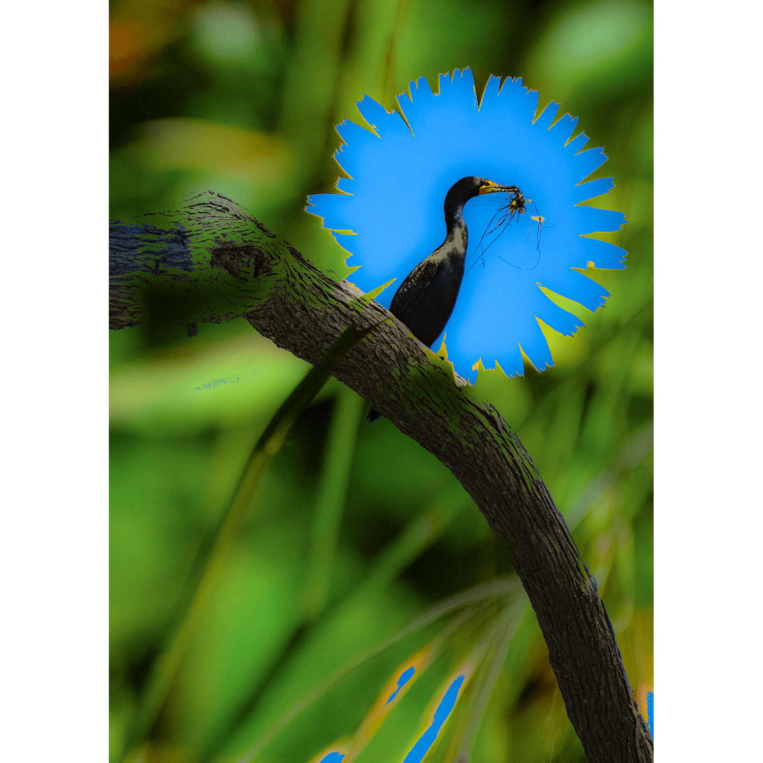 cormorant.png