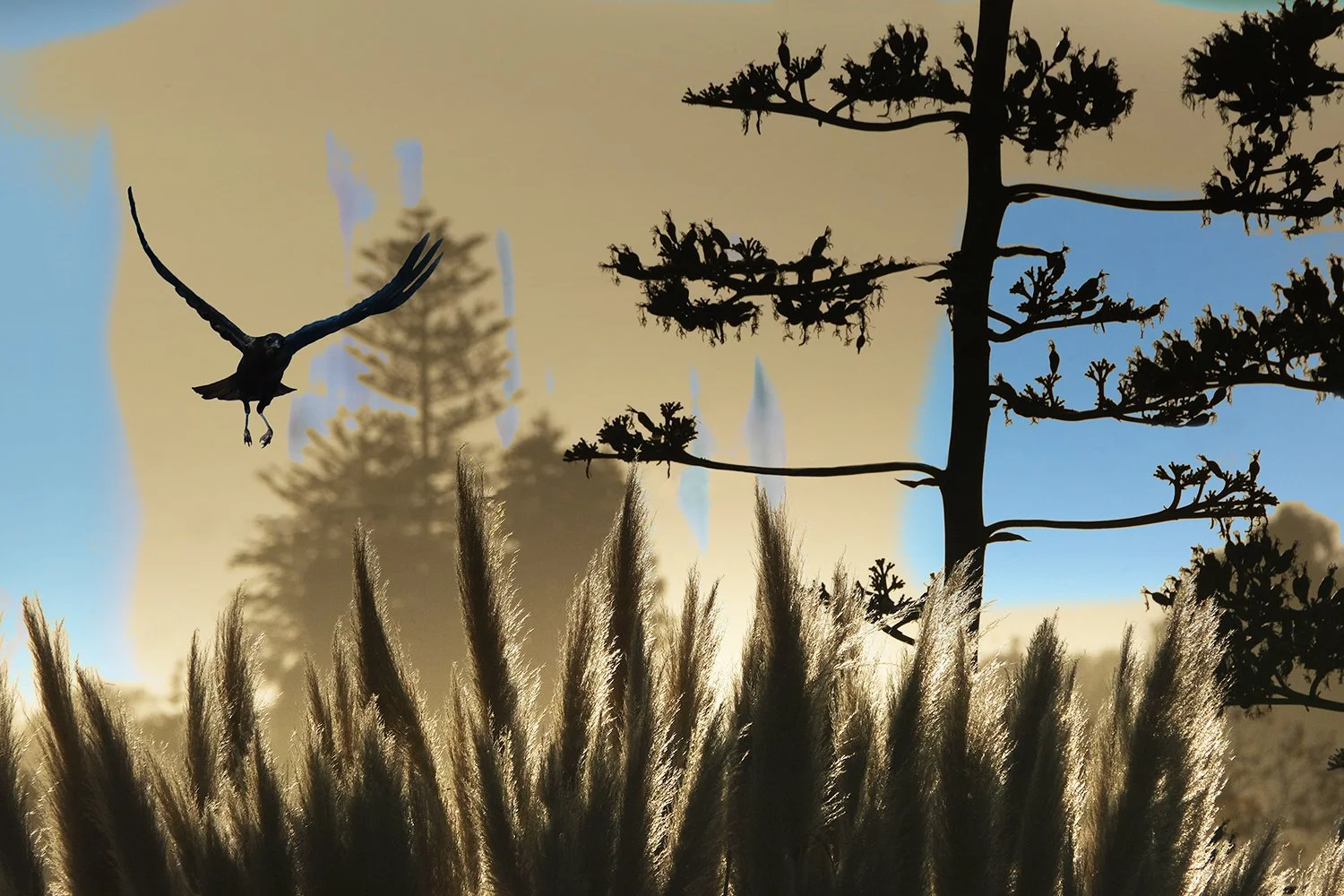 crow_descent.jpg