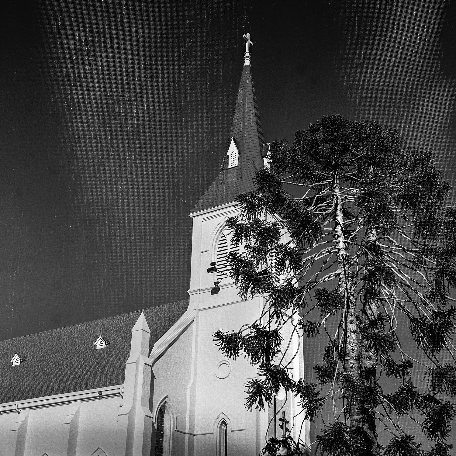 HC_steeple_tree2.jpg