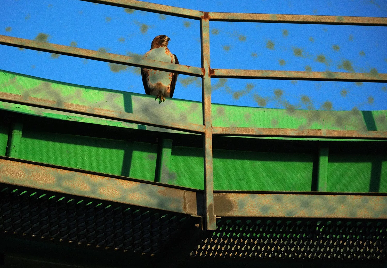 boardwalk_hawk.jpg