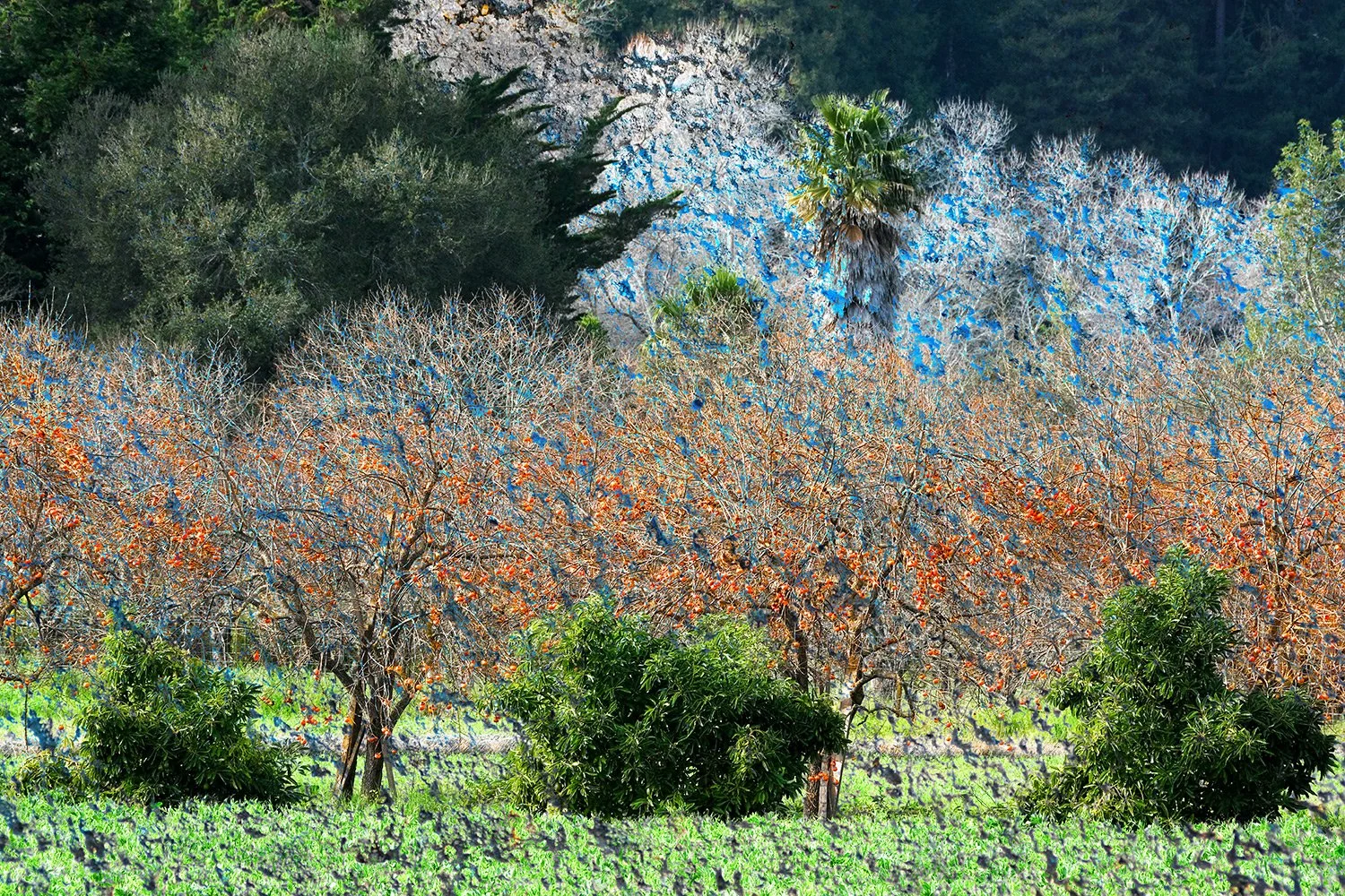 persimmon_orchard.jpg