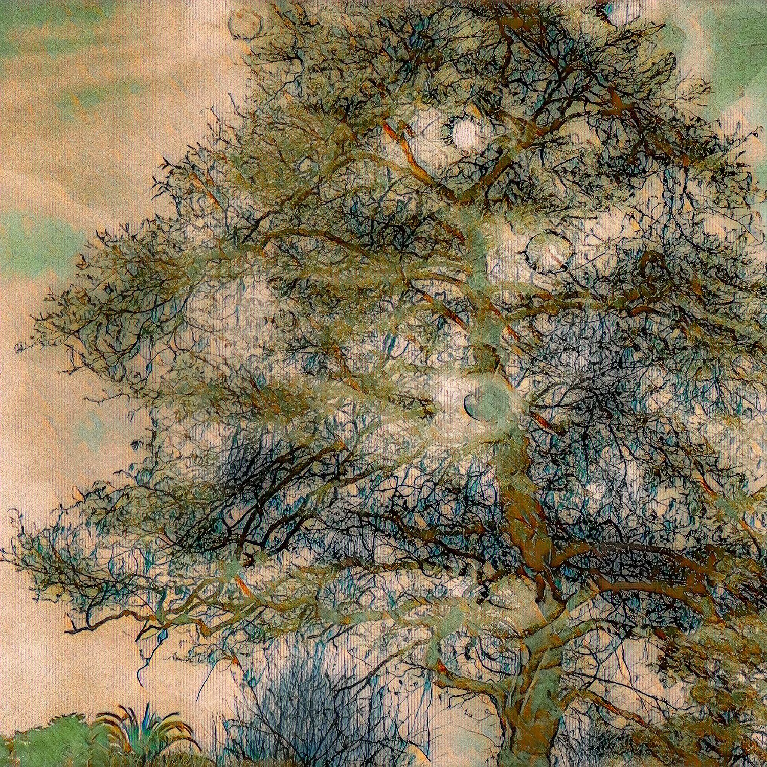 tree.jpg