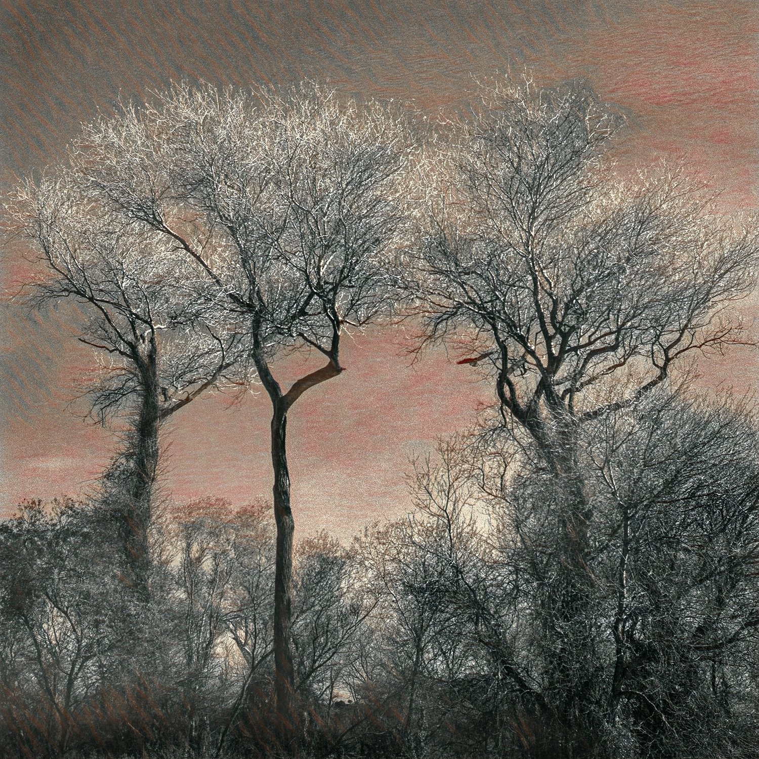 special_trees.jpg