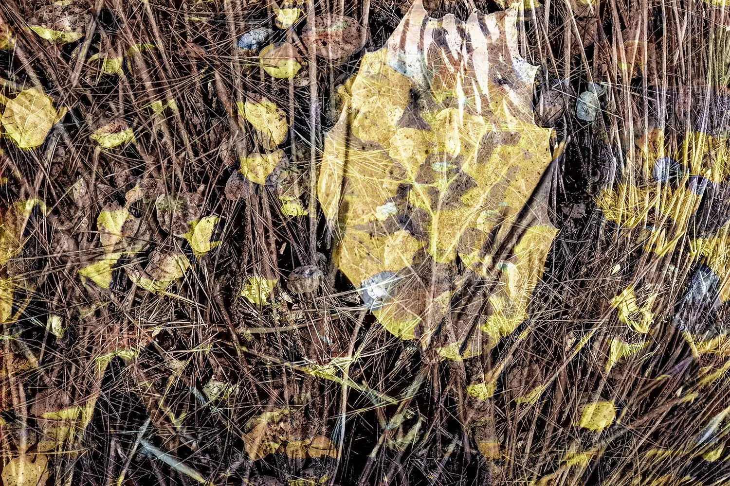 leaf2.jpg