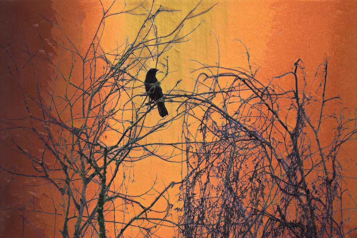 another_crow.jpg