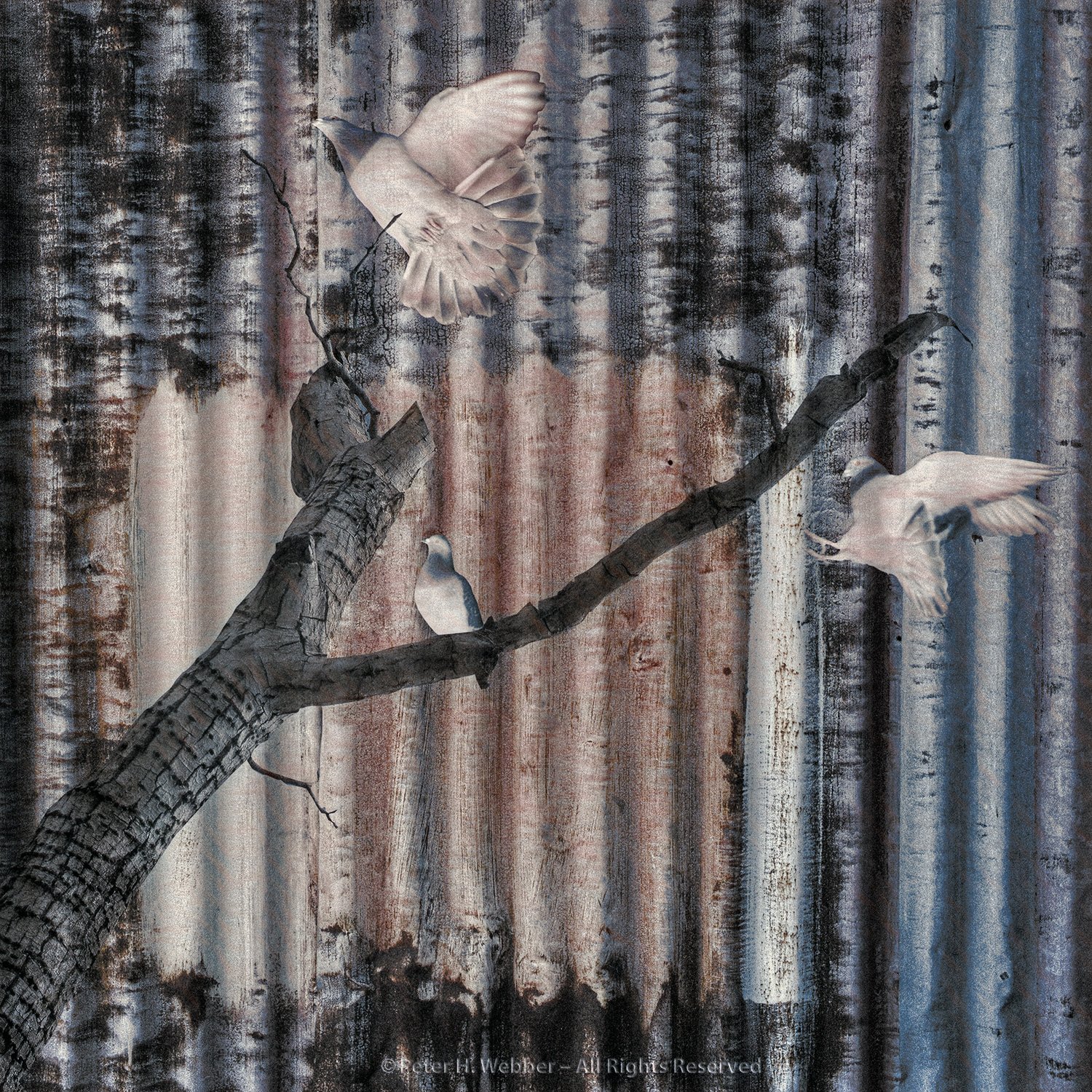 pigeons2.jpg