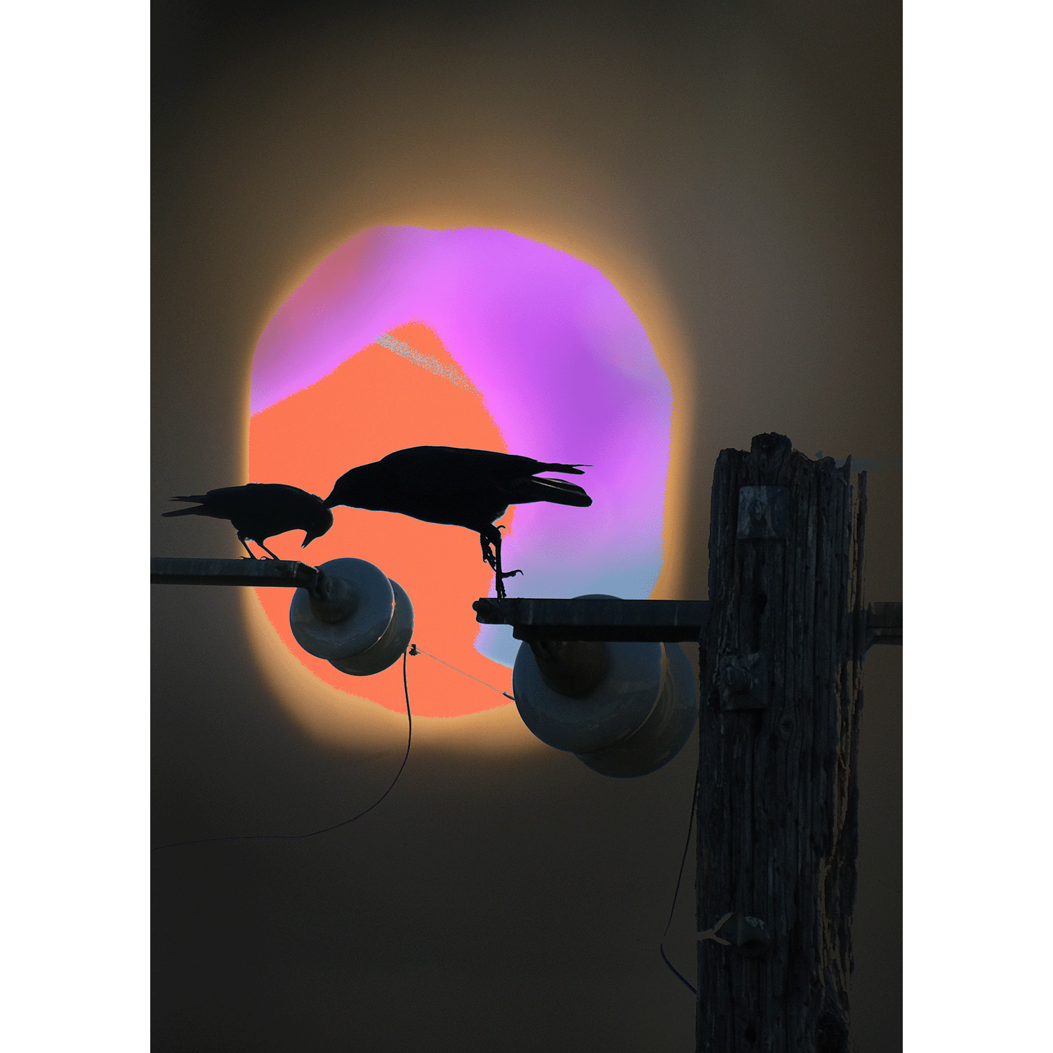 caregiver_crow.png