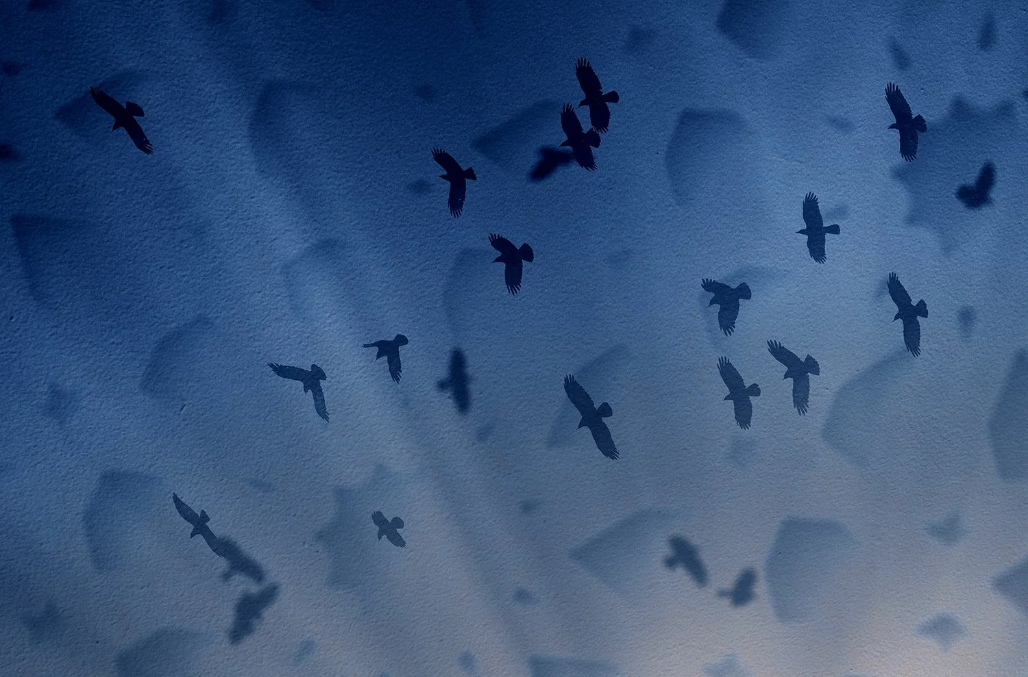 blue_crow_flurry.jpg