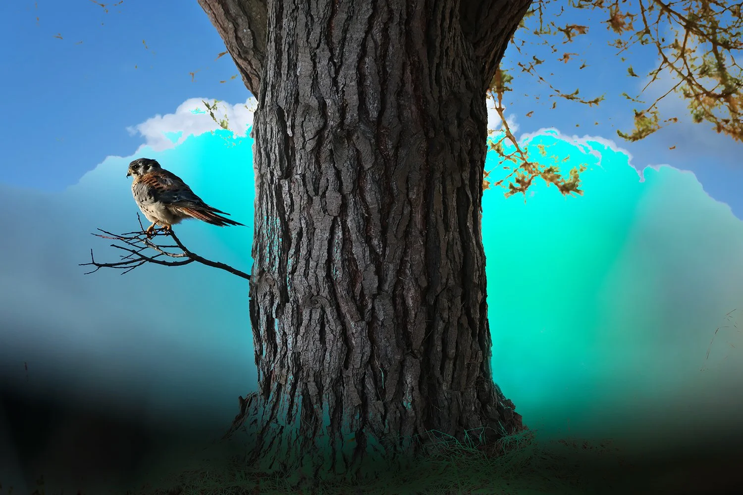 hawk_on_limb.jpg