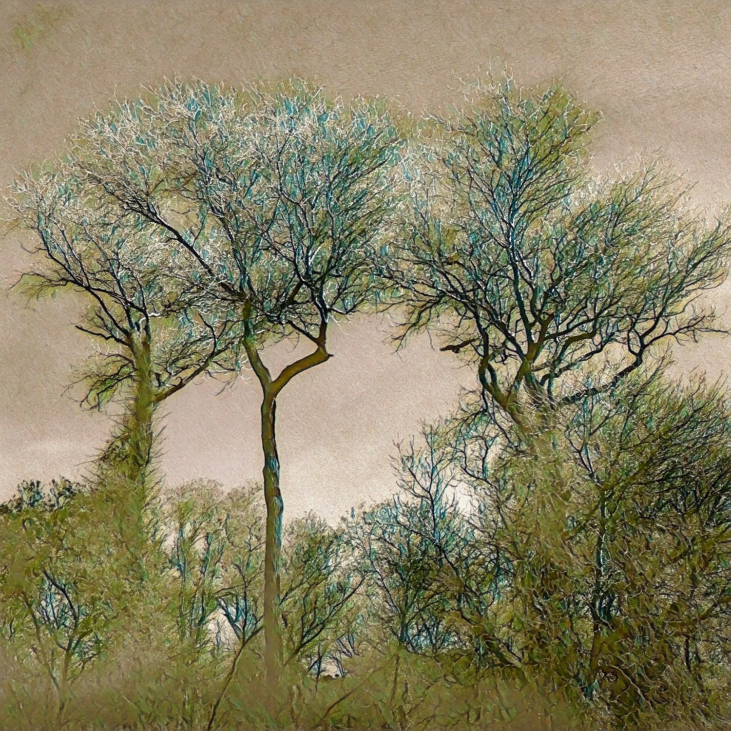 pajaro_river_trees.jpg