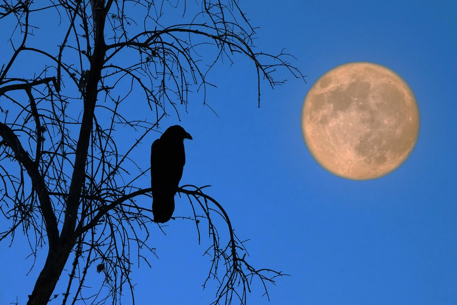 raven_moon2.jpg