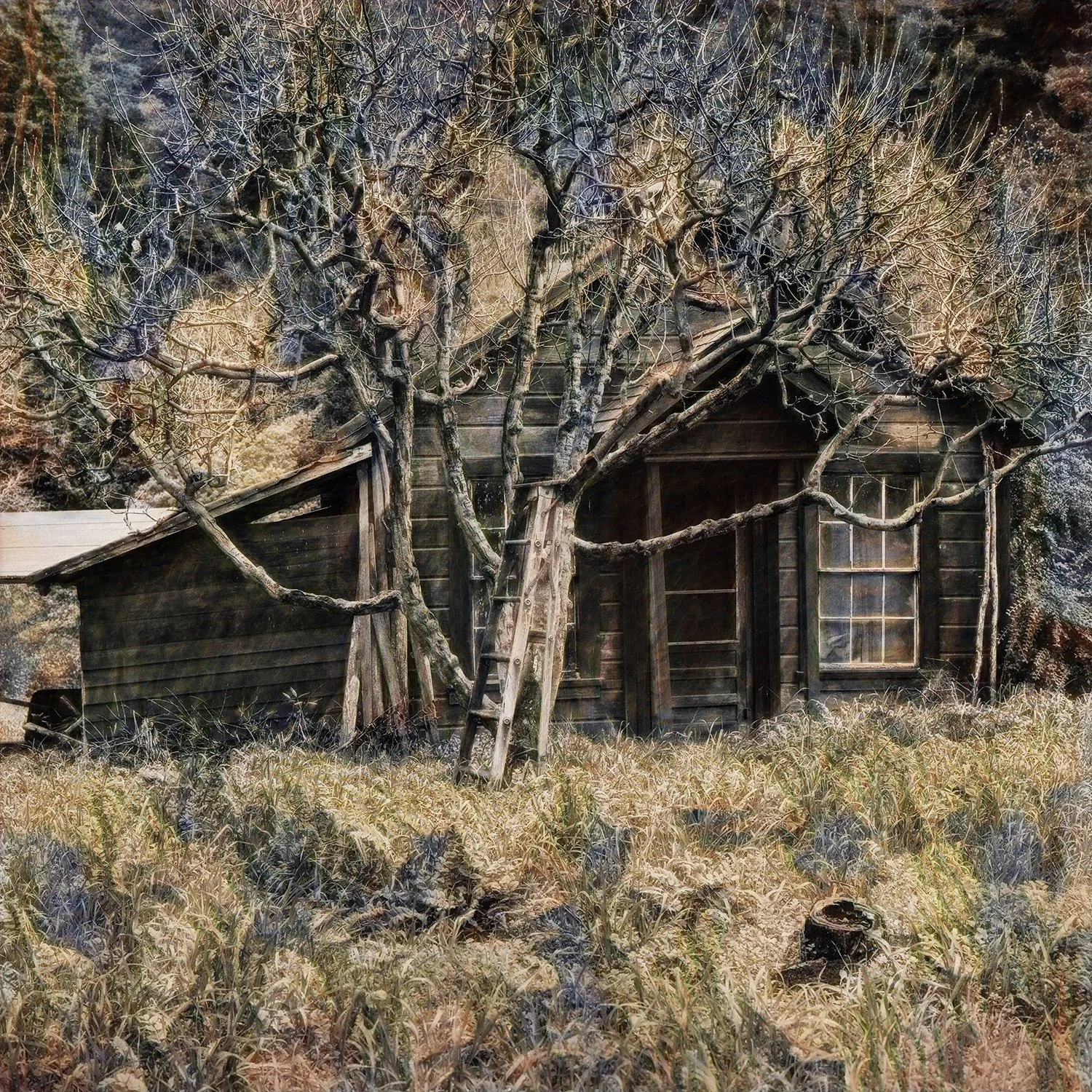 country_shack2.jpg