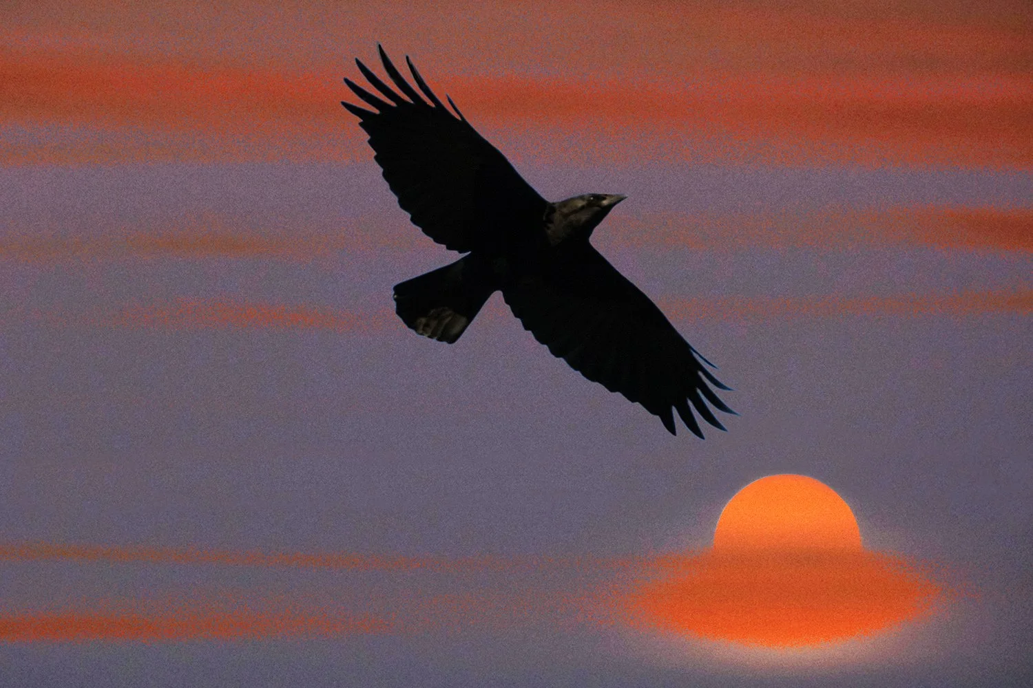sunset_with_crow.jpg