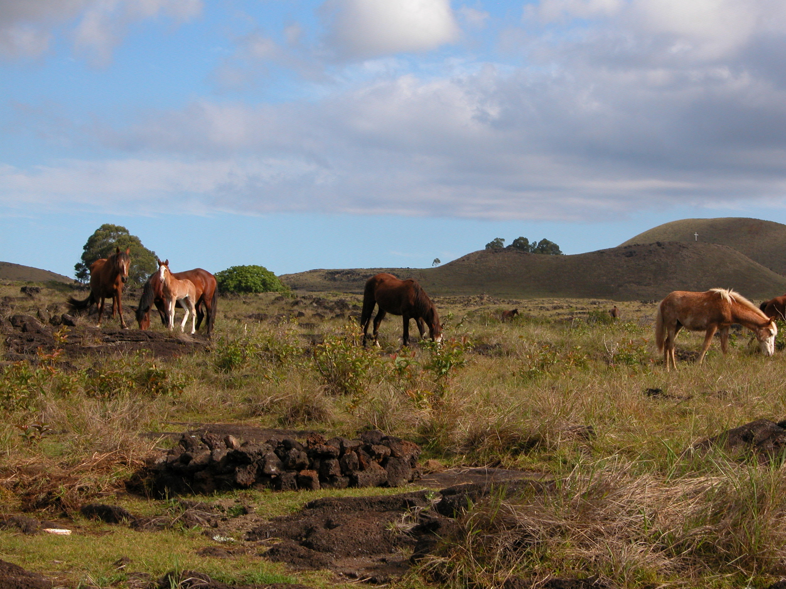  Horses grazing outside of Te Pahu Caves&nbsp; 