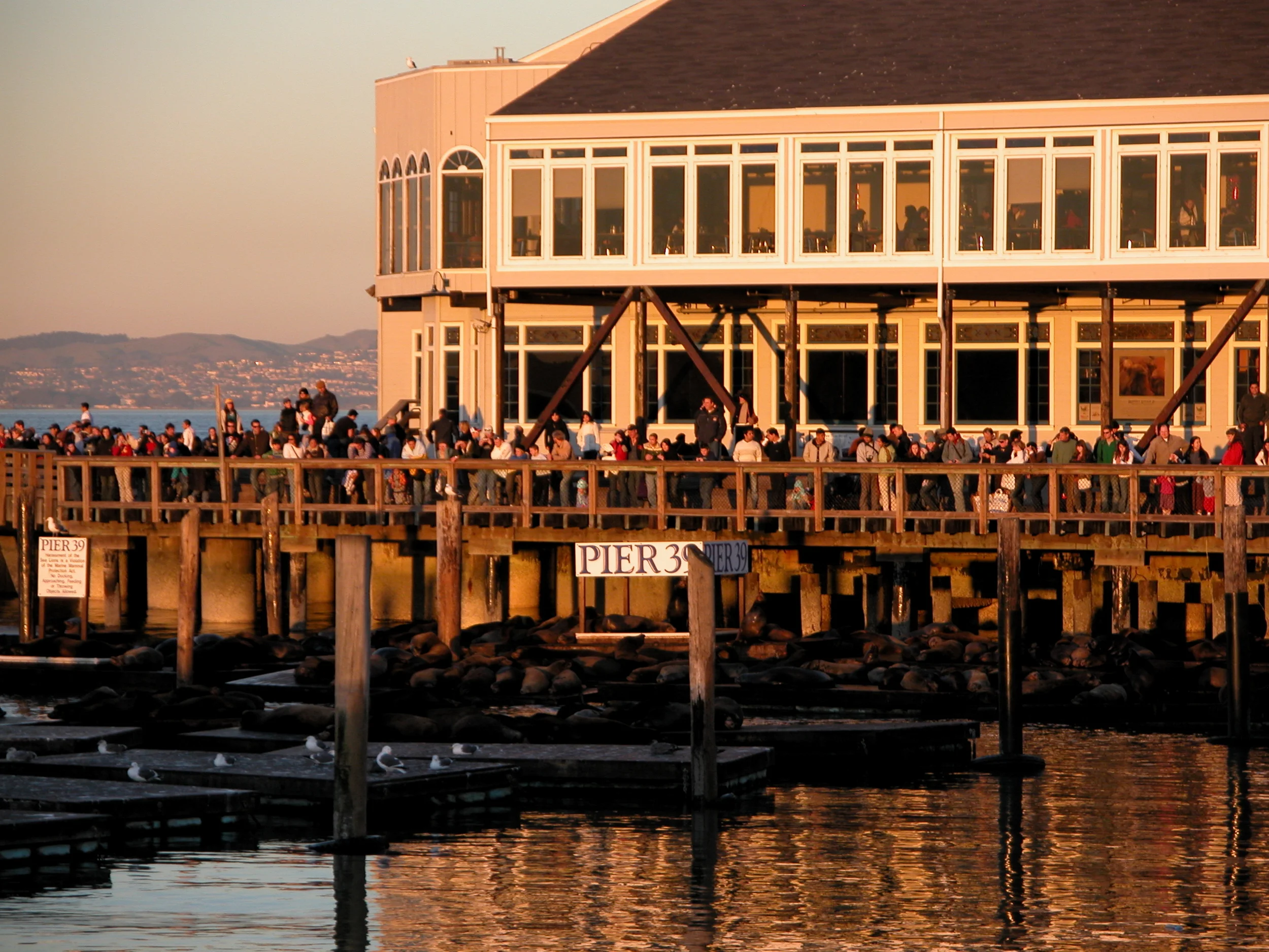  Pier 39 -- who’s watching whom? 