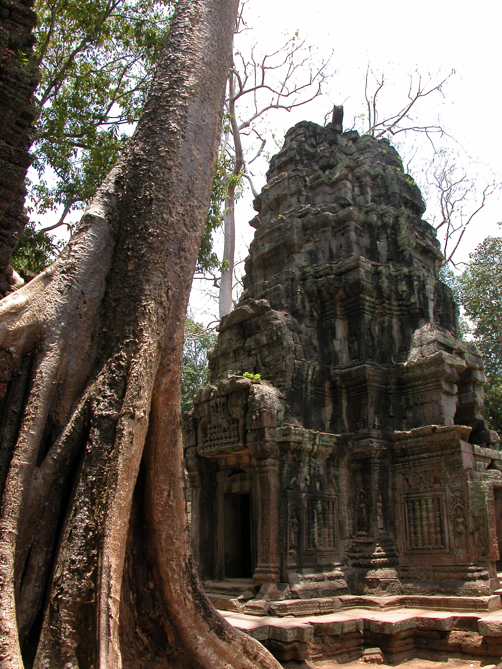  Ta Prohm has not been cleared of the jungle 