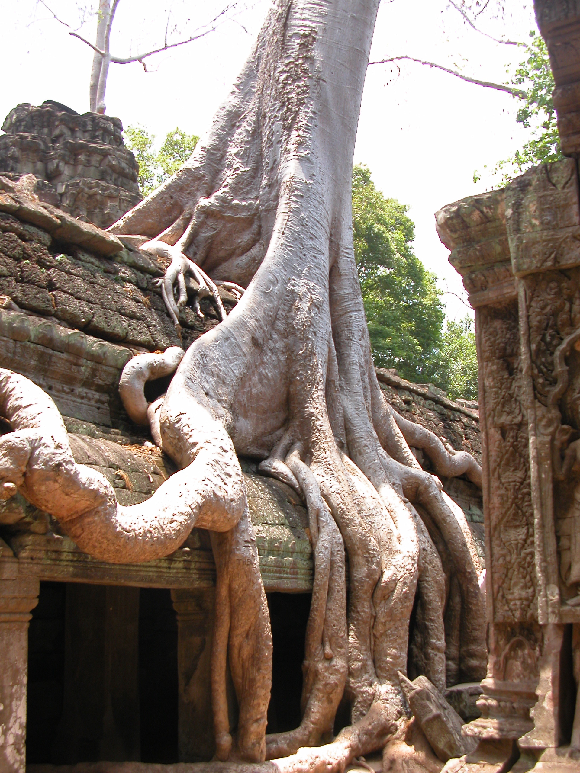  Unfortunately trees destroy structures 