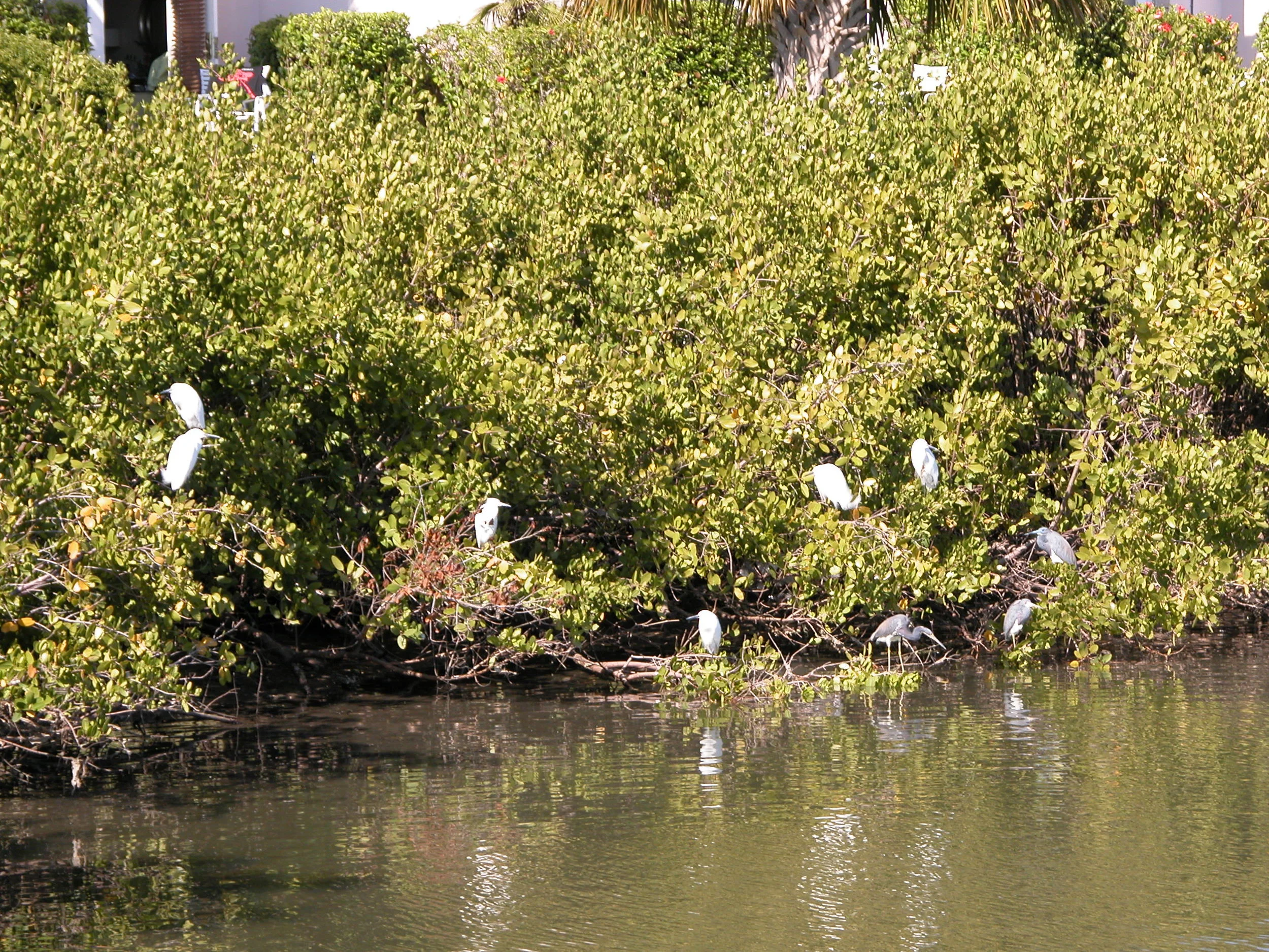  Various tropical birds (don’t ask what kind) 