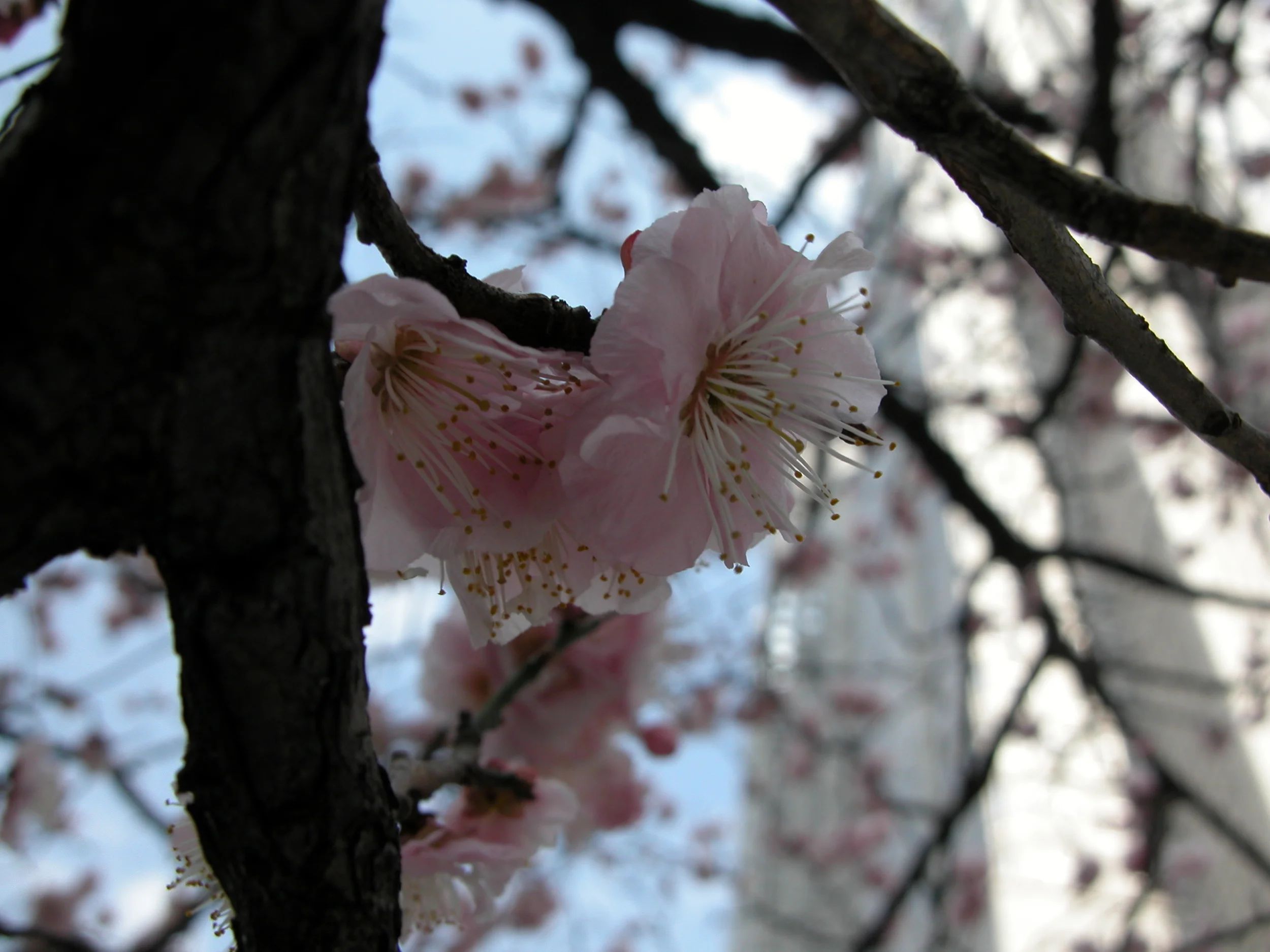  Early cherry blossoms in March 