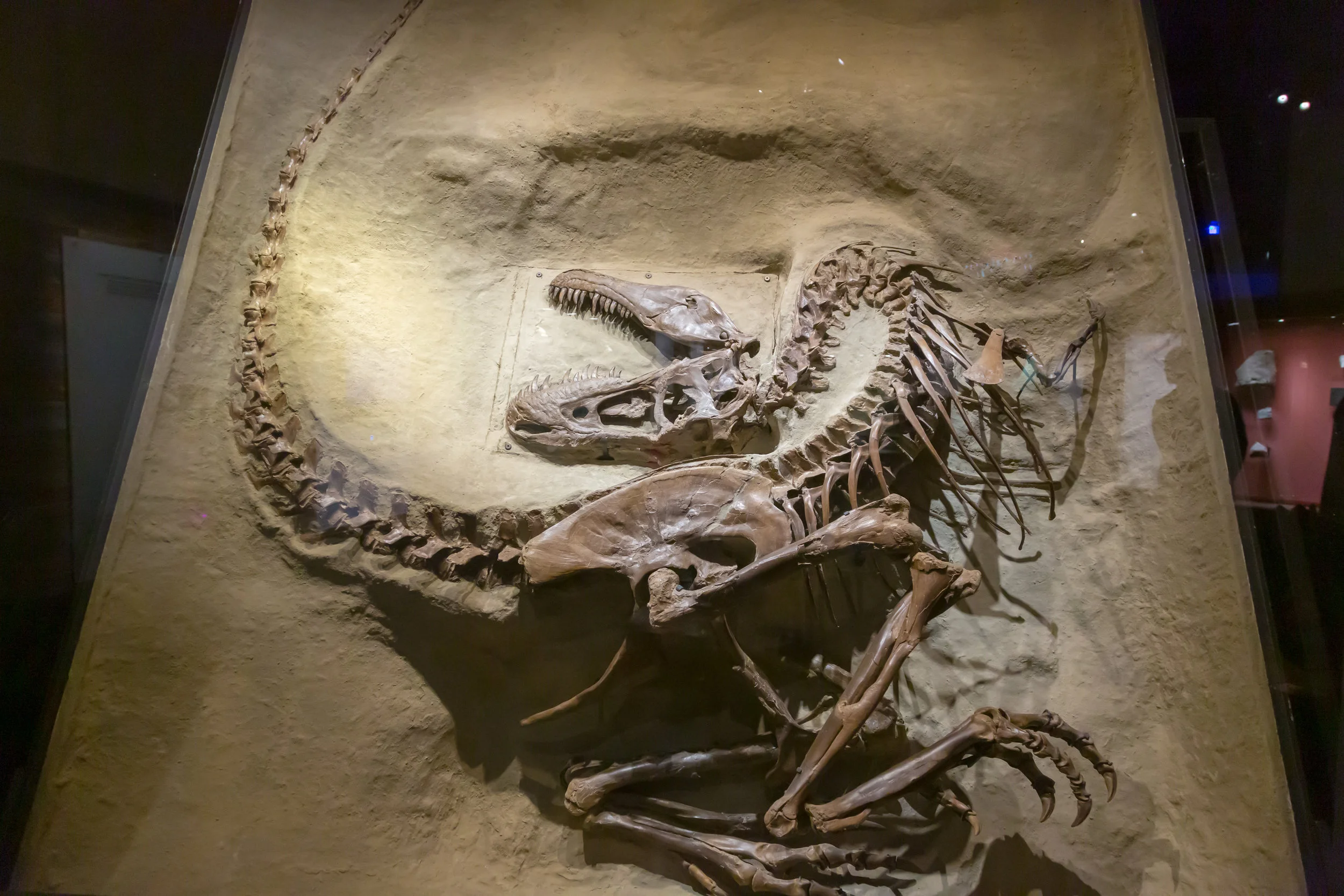  A number of displays capture how the fossils were originally discovered  