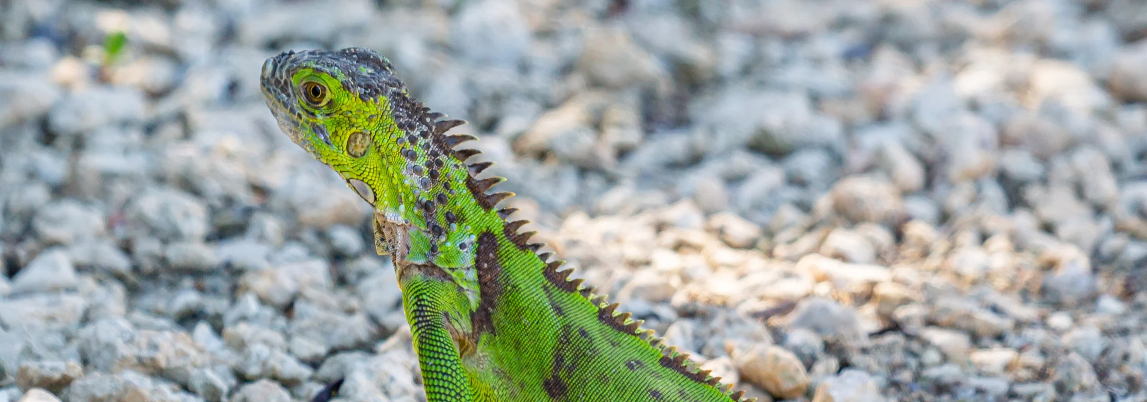 Grand Cayman