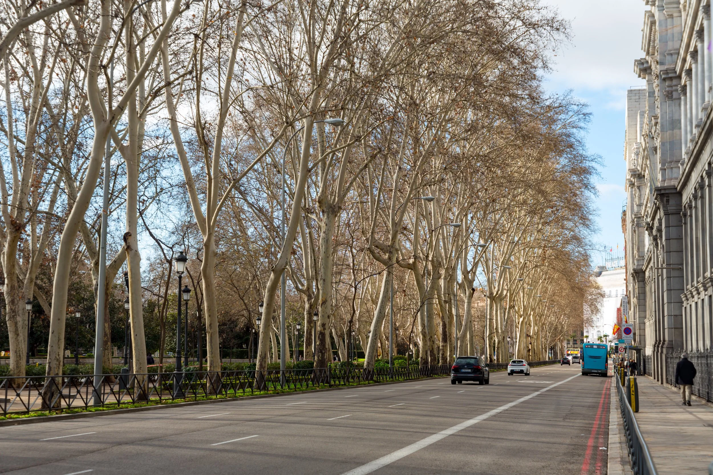 Walking the tree-lined Paseo del Prado