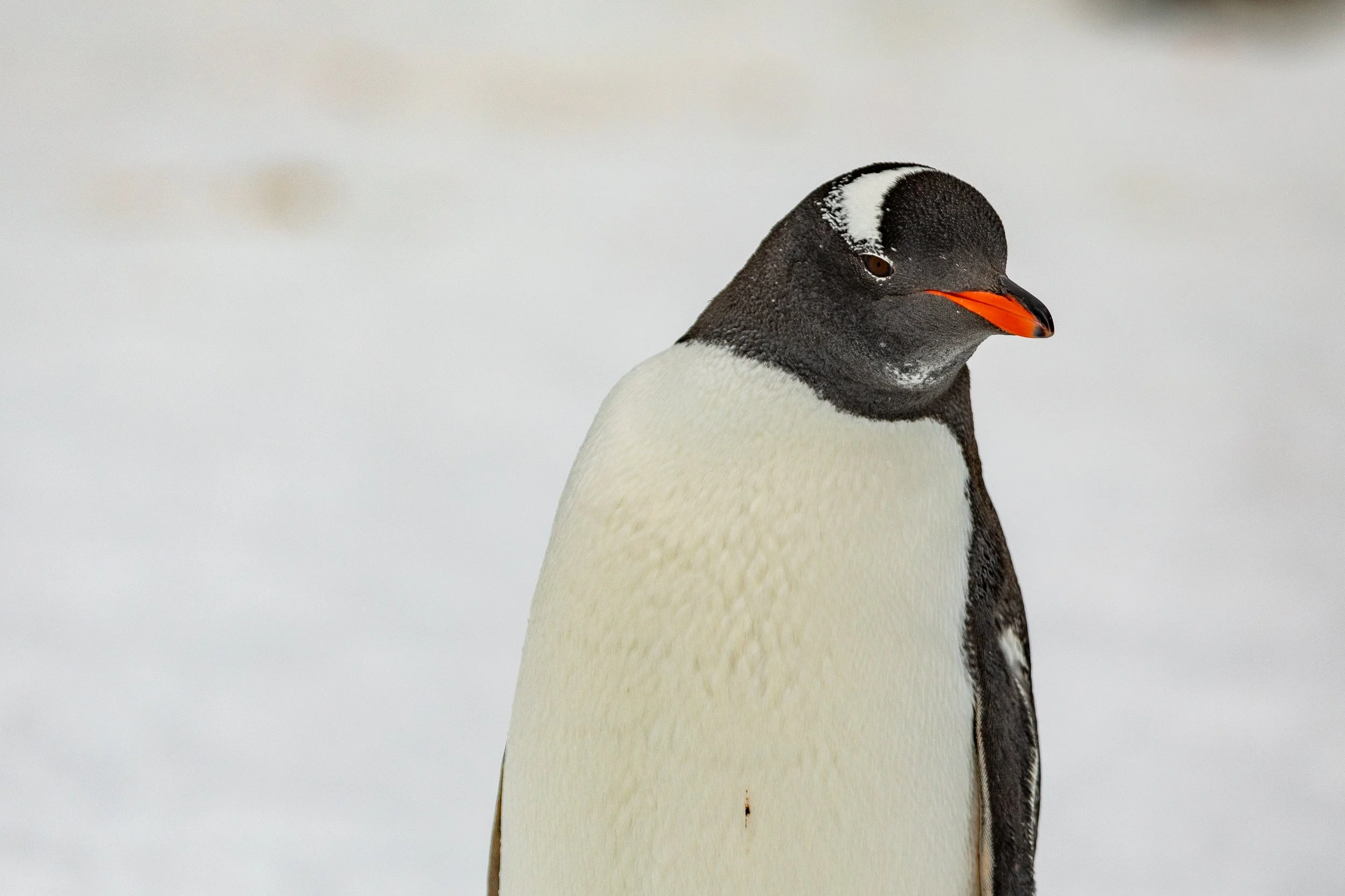  Close up of the distinctive orange beak 