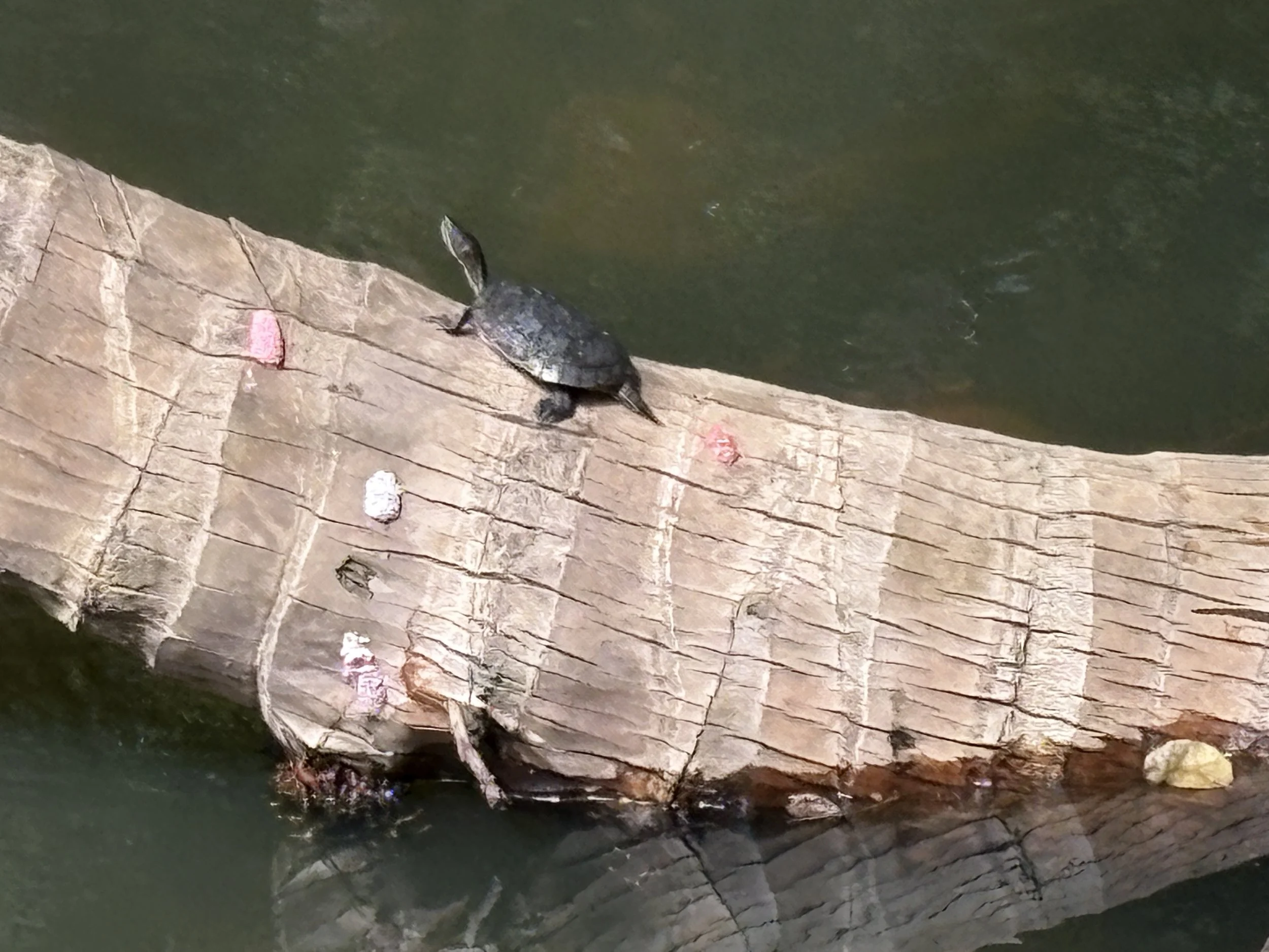  The turtles and colourful frogs that inhabited the natural mangrove forest and estuary within the resort complex 