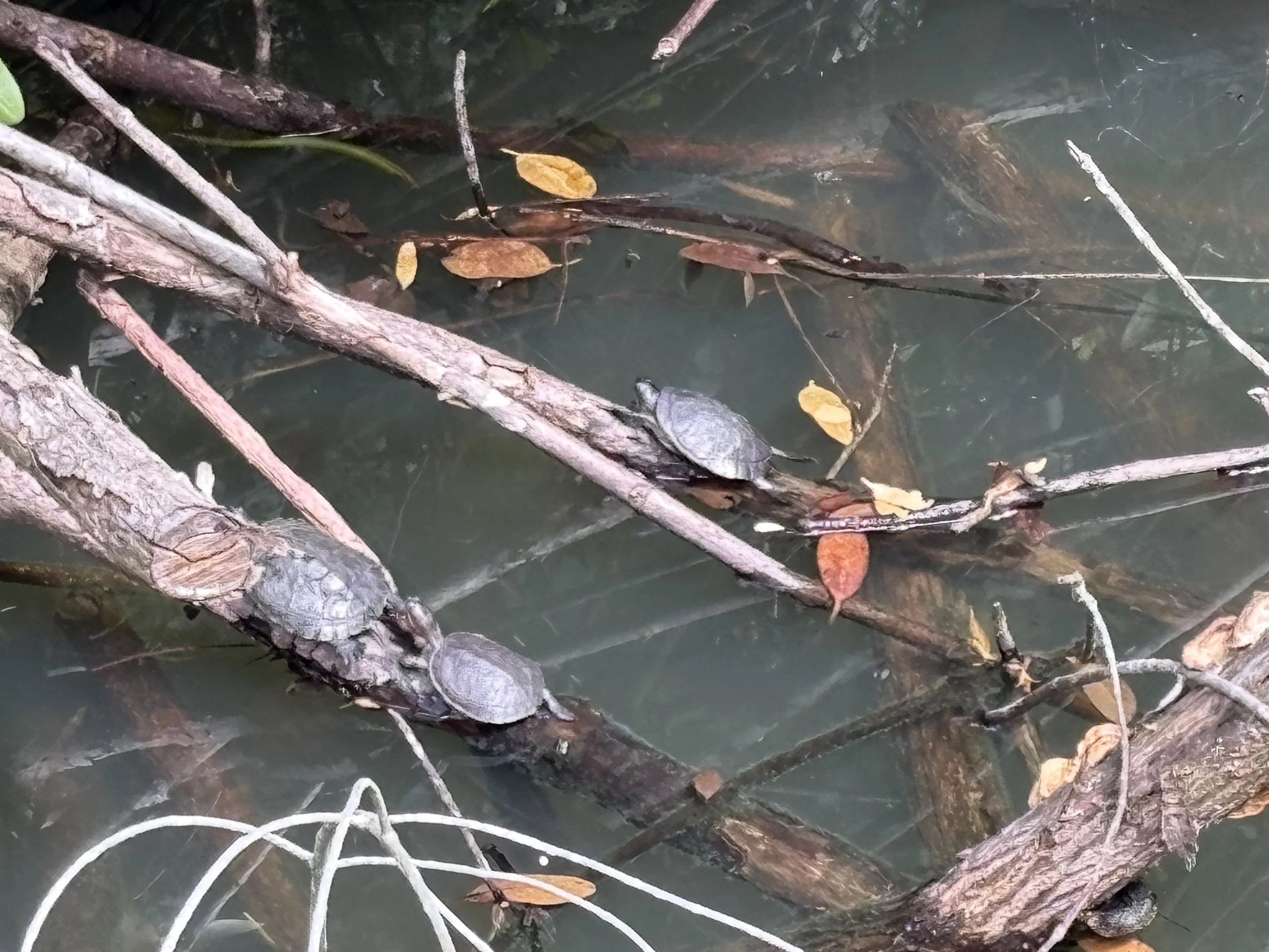  Heading back across the boardwalk for some lunch, we found more turtles enjoying the warm sun 