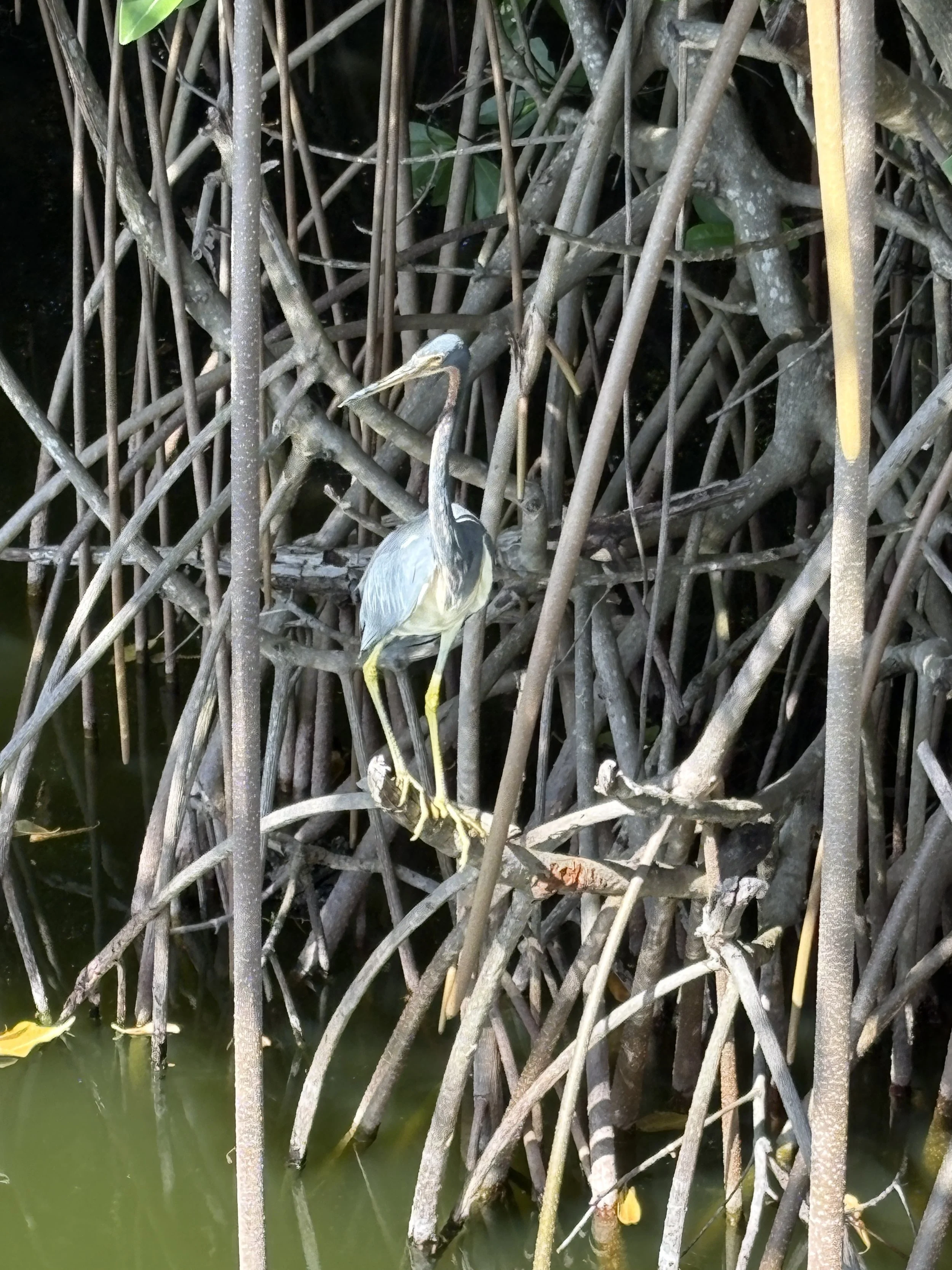  Although we saw many egrets, this was the only blue heron we ran across 