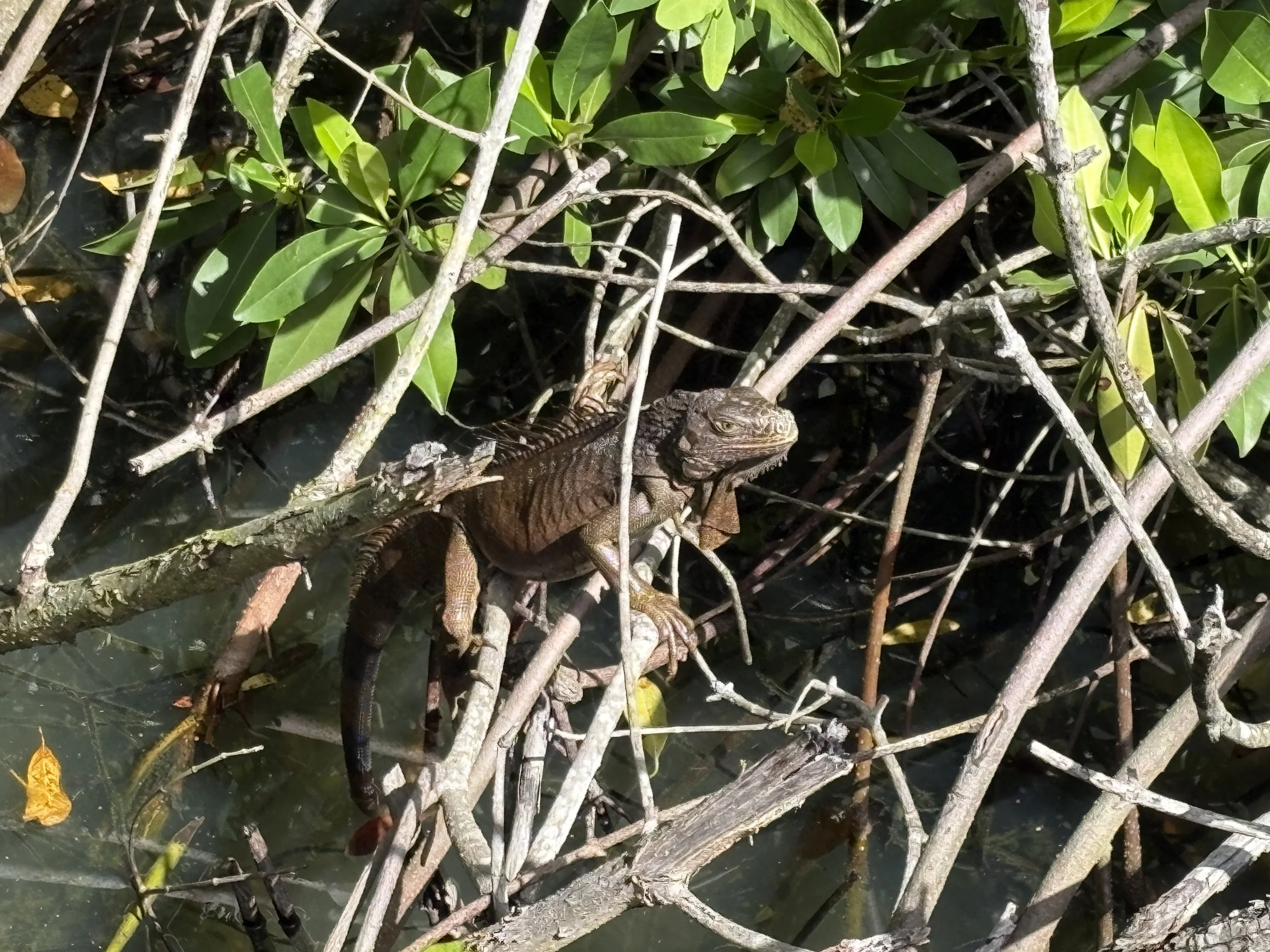  This iguana was a little more in the open 