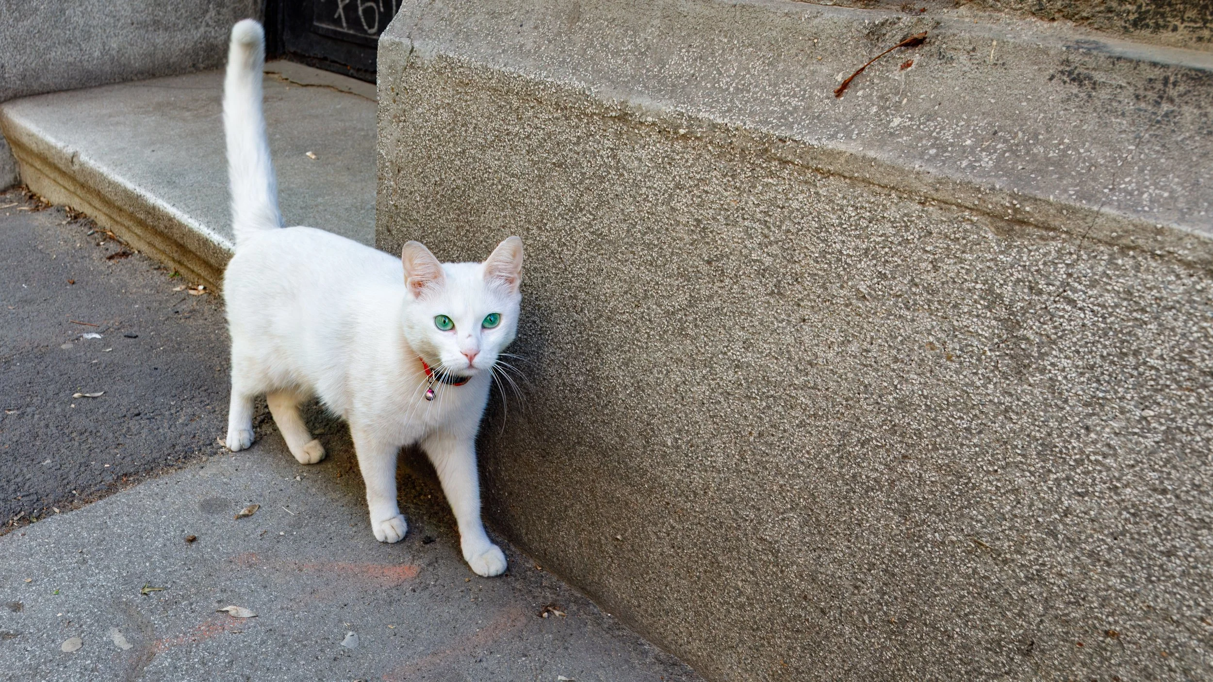  Friendly neighbourhood cat greets us along the walk 